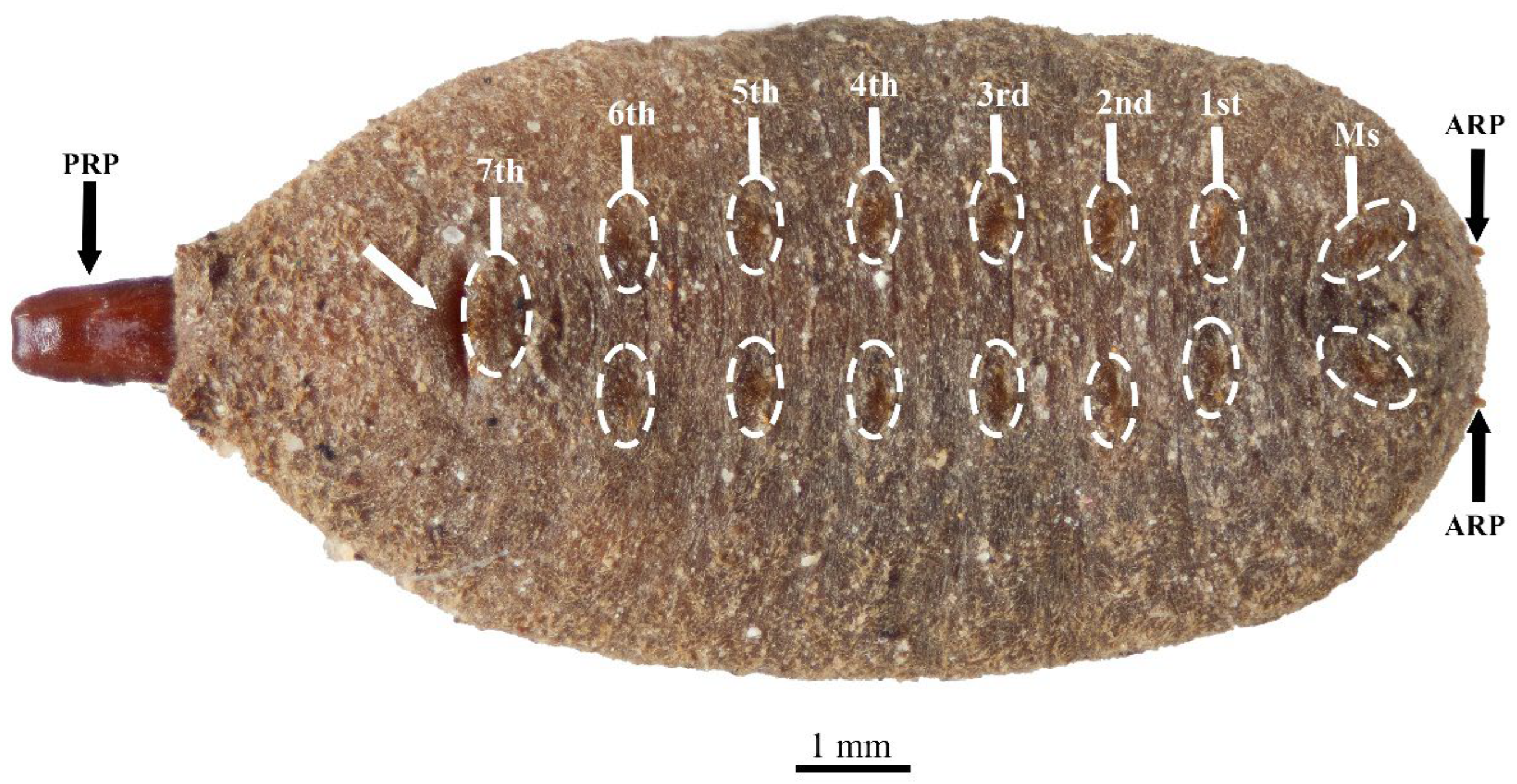 Taxonomy 05 00064 g003