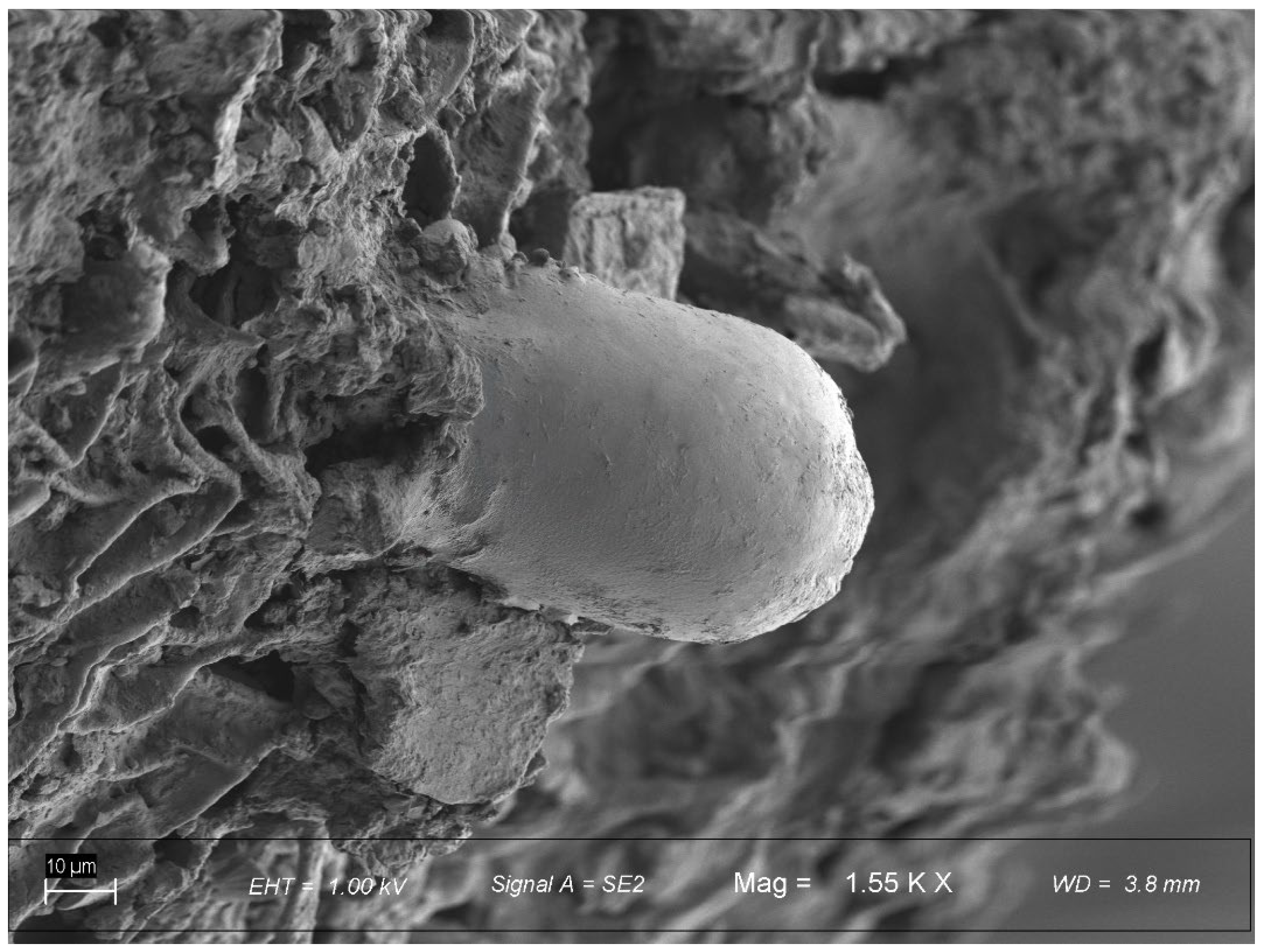 Taxonomy 05 00064 g004