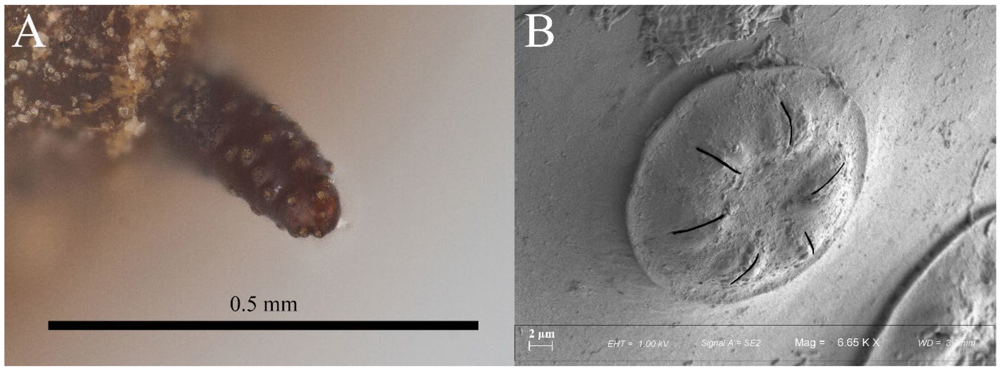 Taxonomy 05 00064 g005