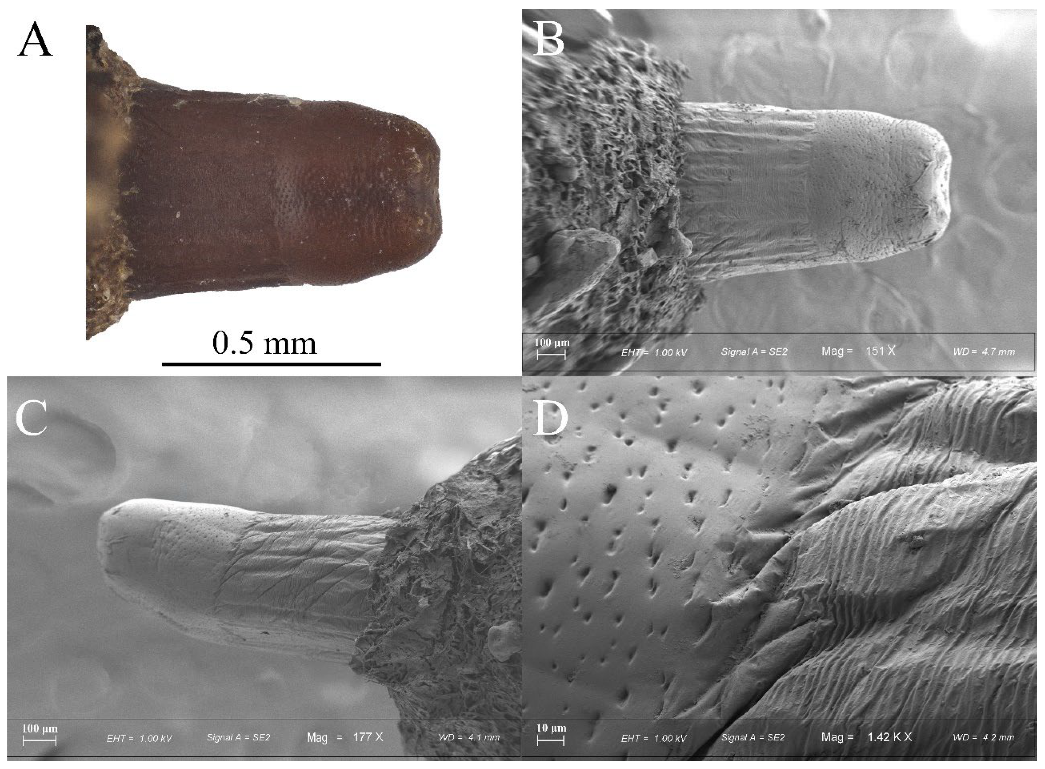Taxonomy 05 00064 g006