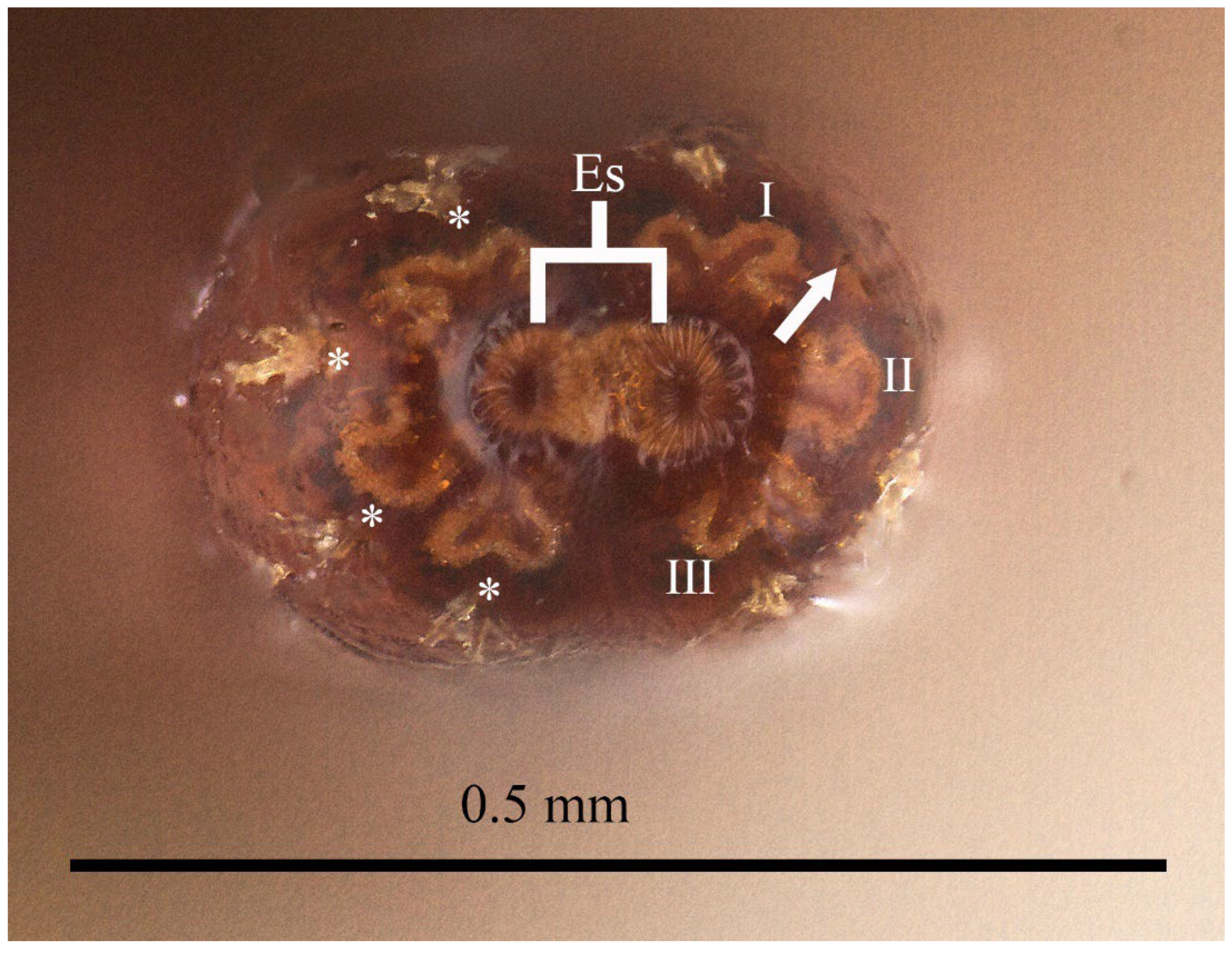 Taxonomy 05 00064 g007