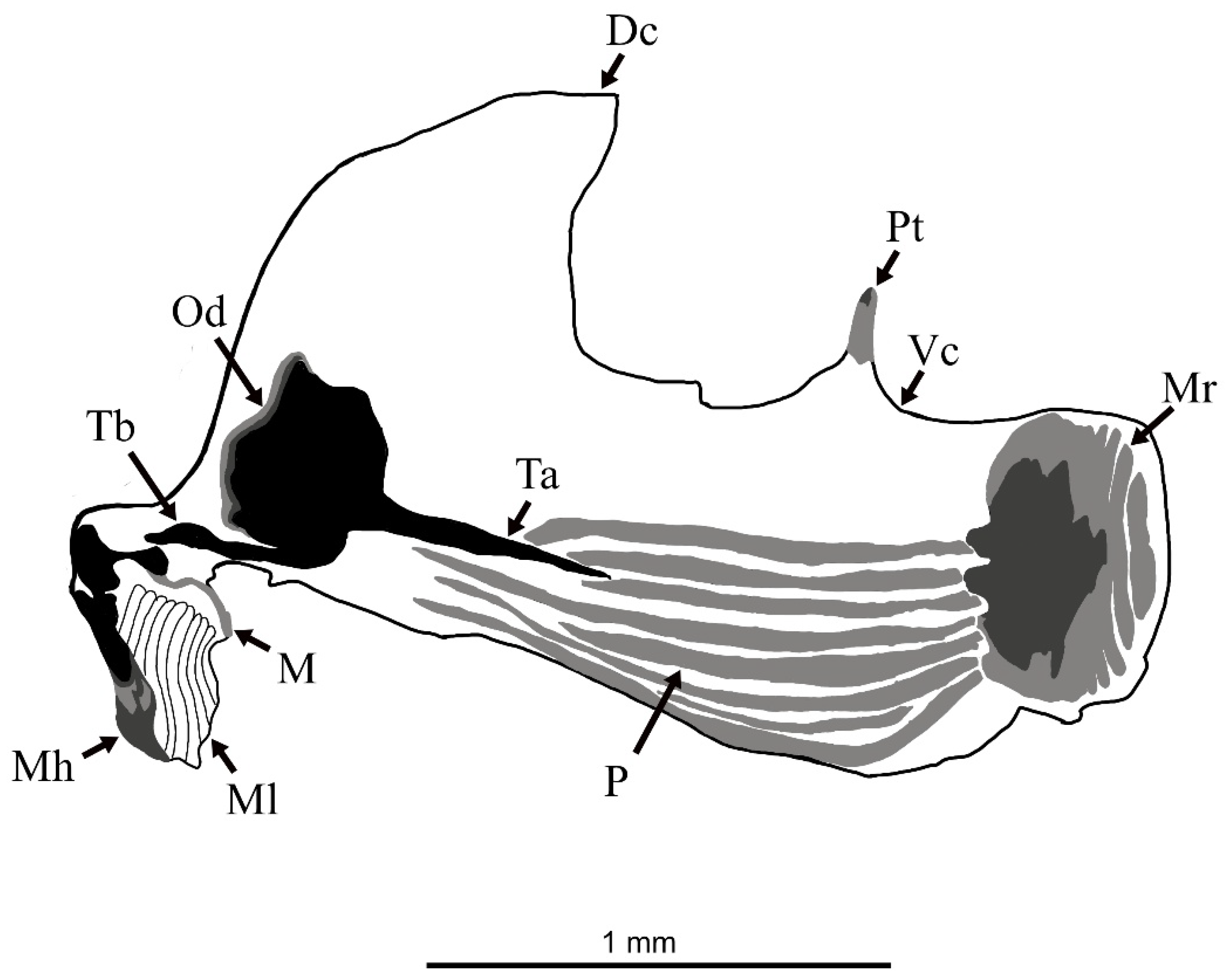 Taxonomy 05 00064 g008