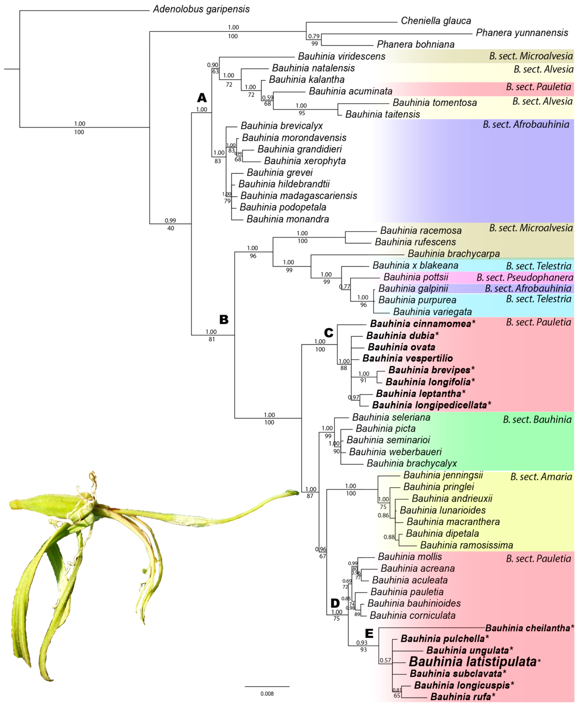 Taxonomy 05 00065 g001