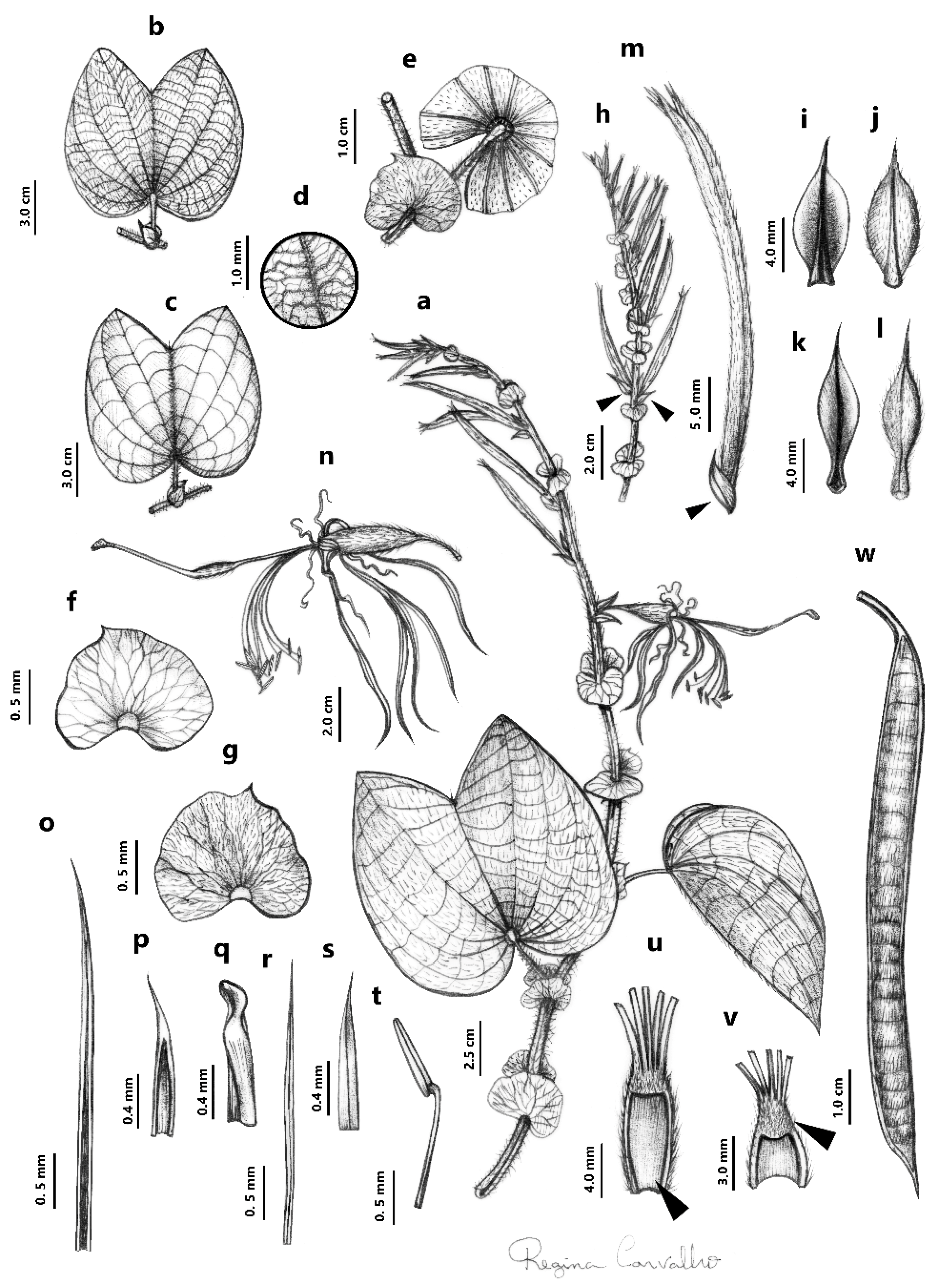 Taxonomy 05 00065 g002
