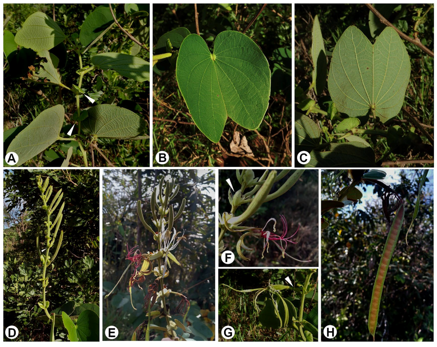 Taxonomy 05 00065 g003