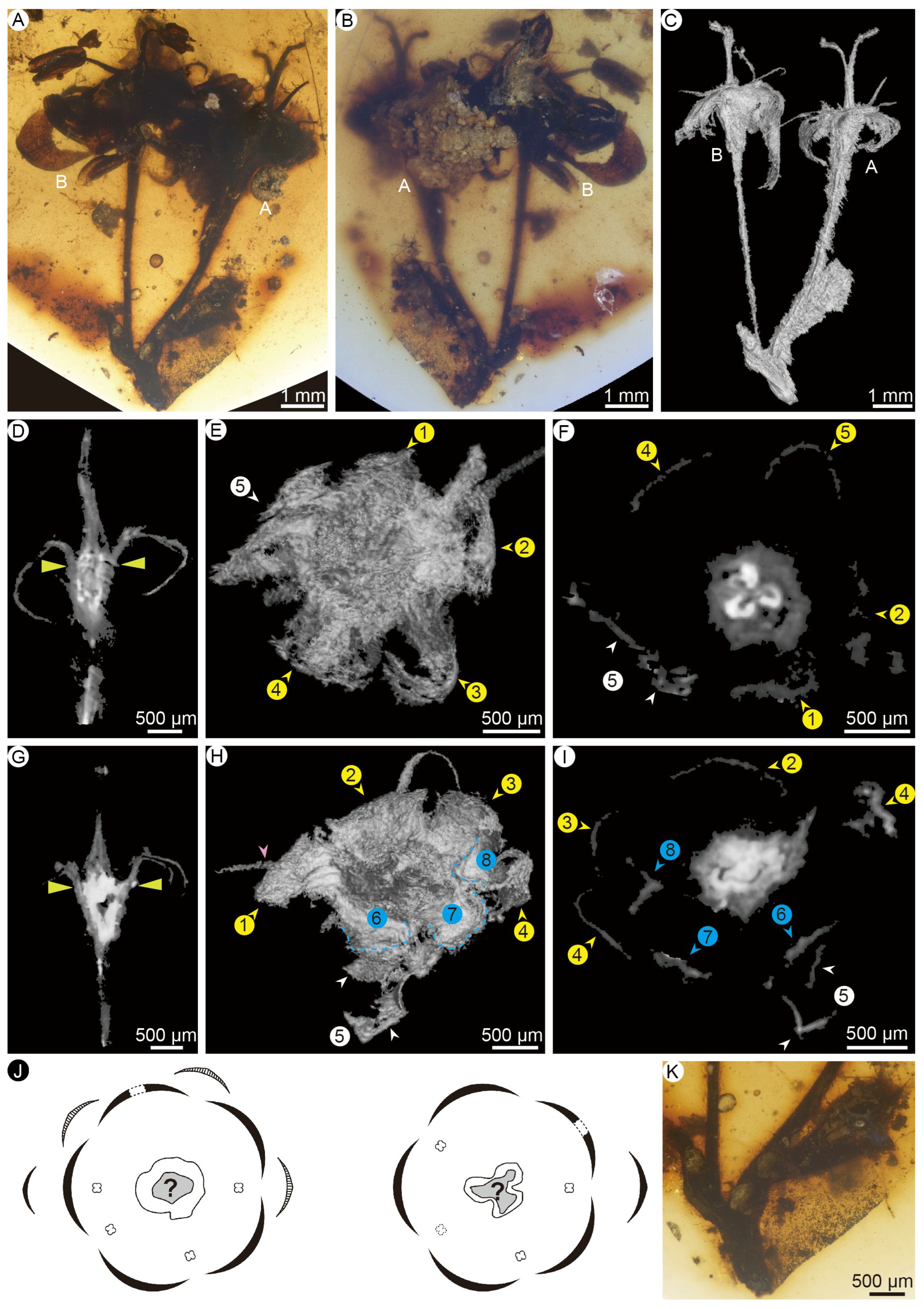 Taxonomy 05 00067 g002 Taxonomy 05 00067 g002