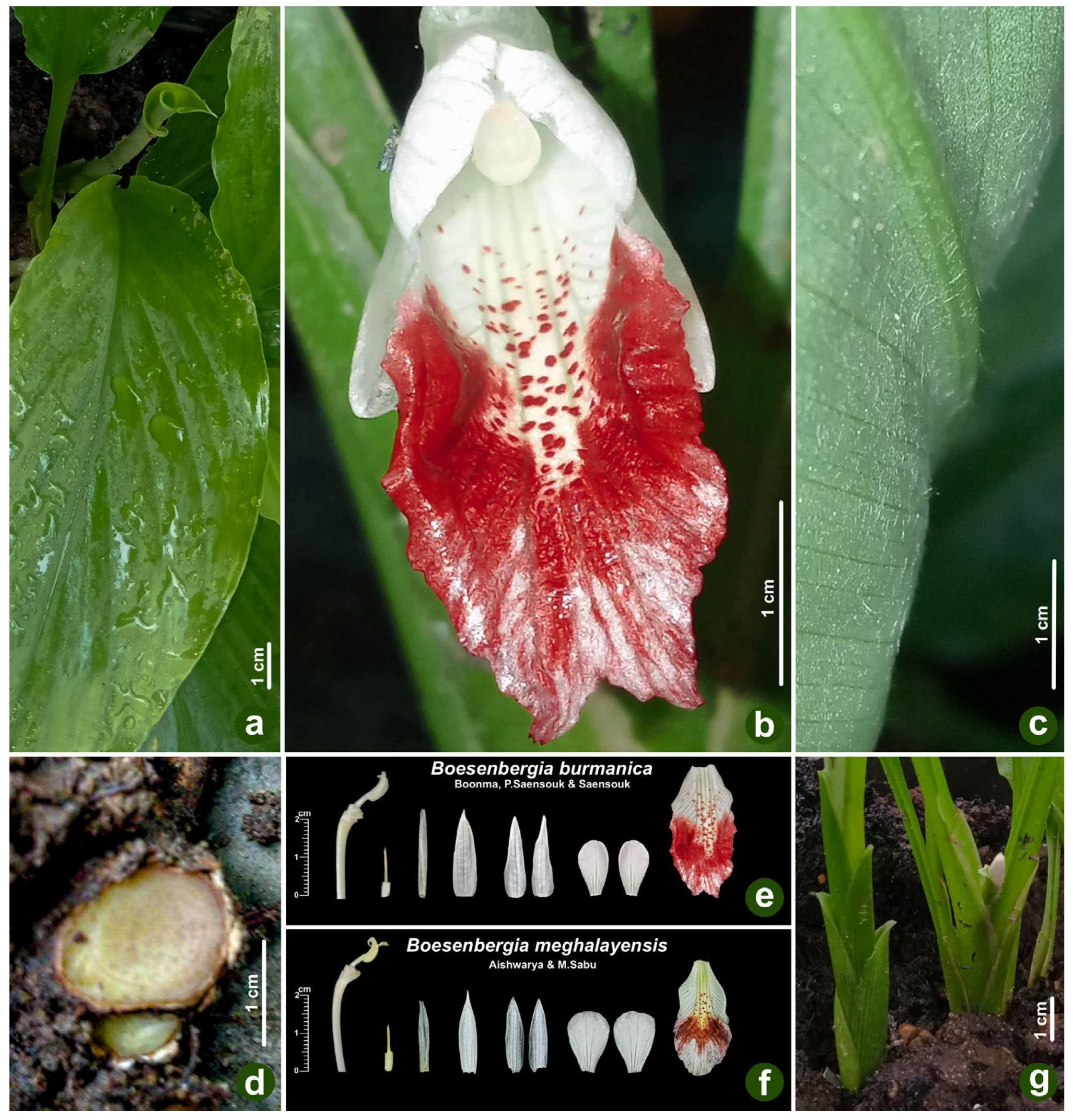 Taxonomy 05 00070 g002 Taxonomy 05 00070 g002