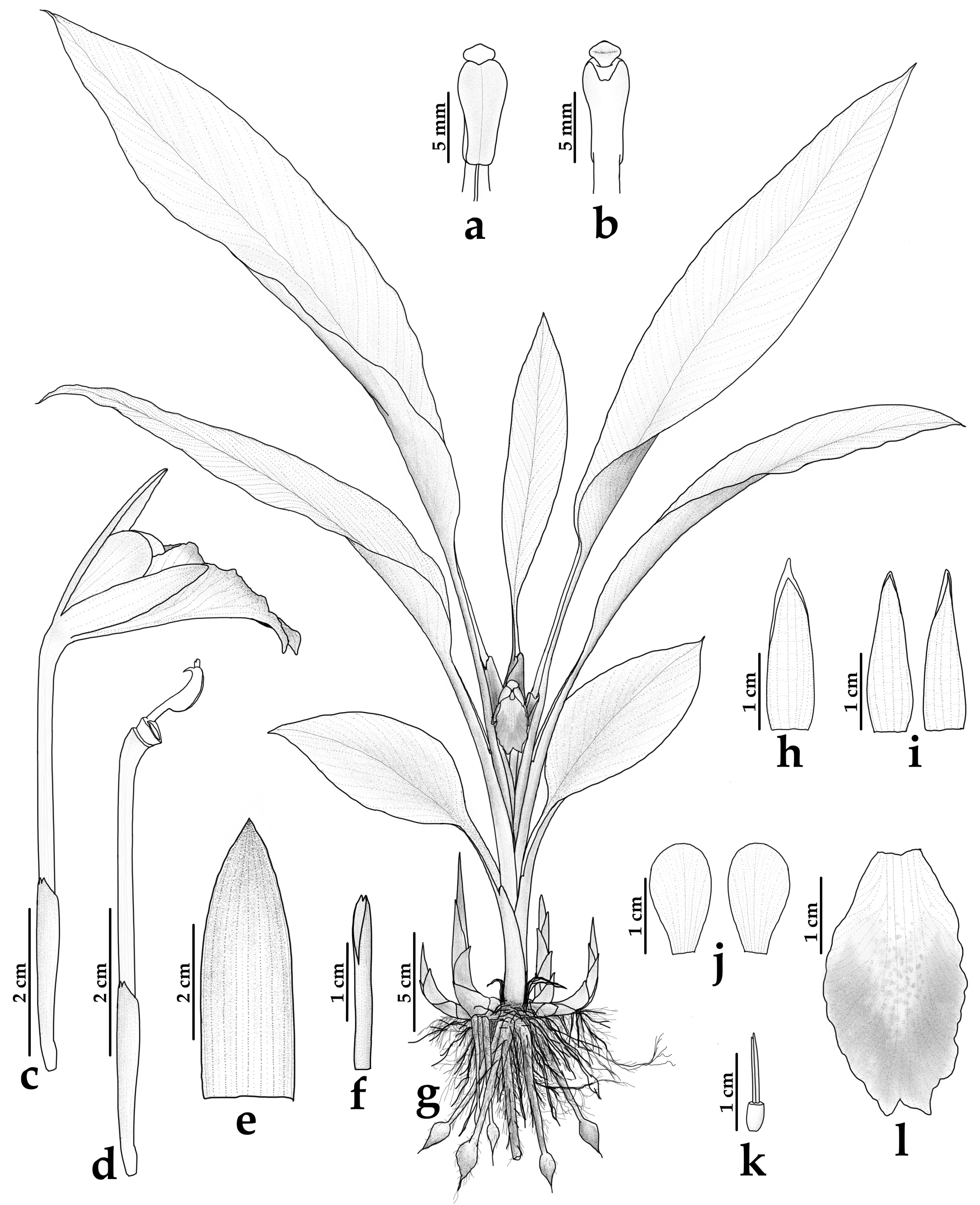 Taxonomy 05 00070 g003 Taxonomy 05 00070 g003