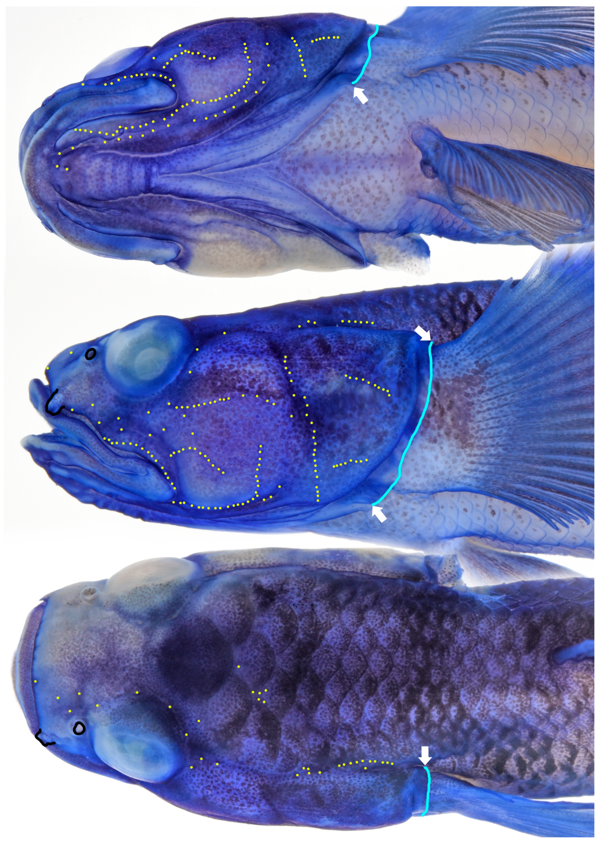 Taxonomy 05 00071 g003