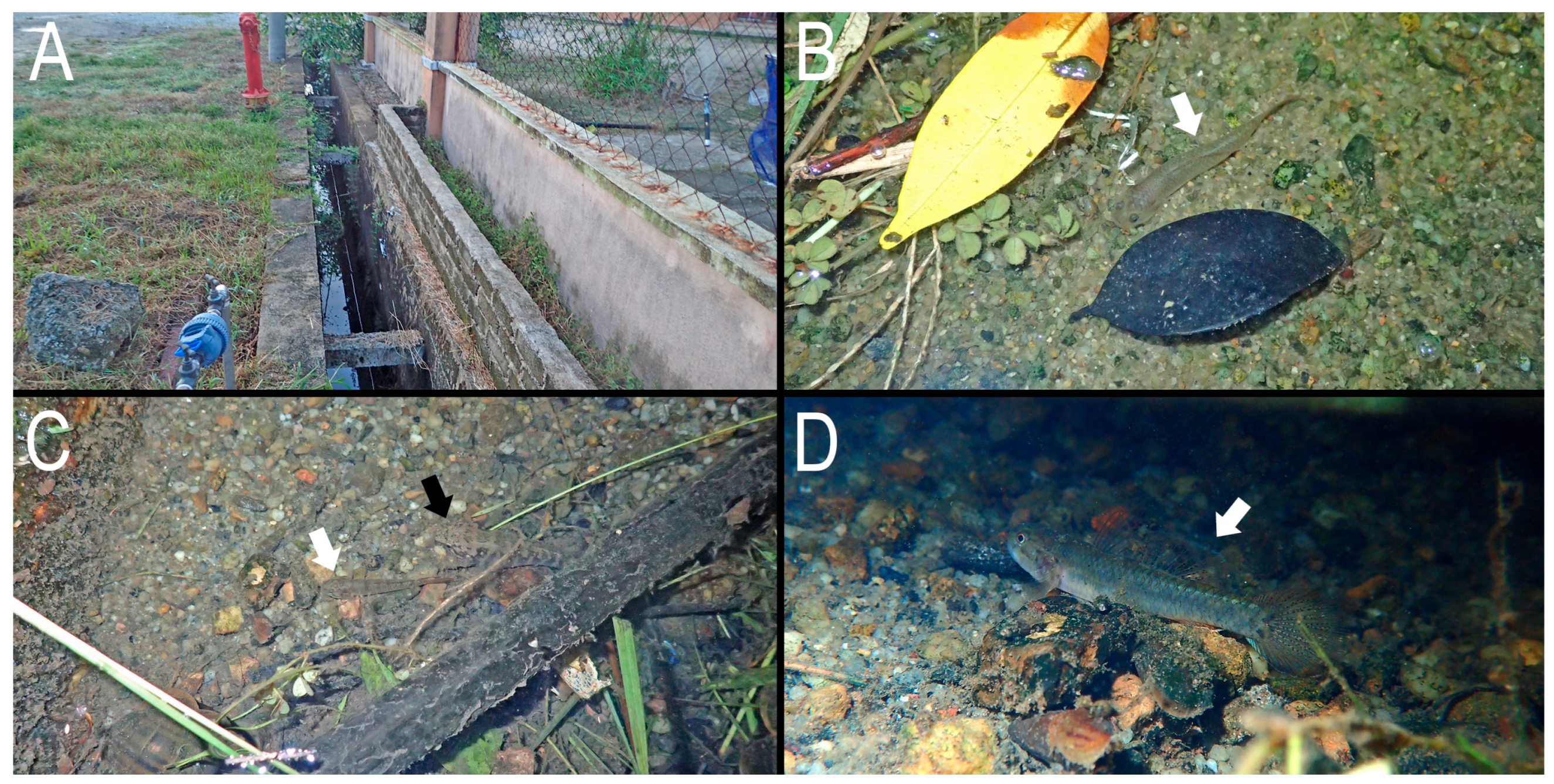 Taxonomy 05 00071 g006