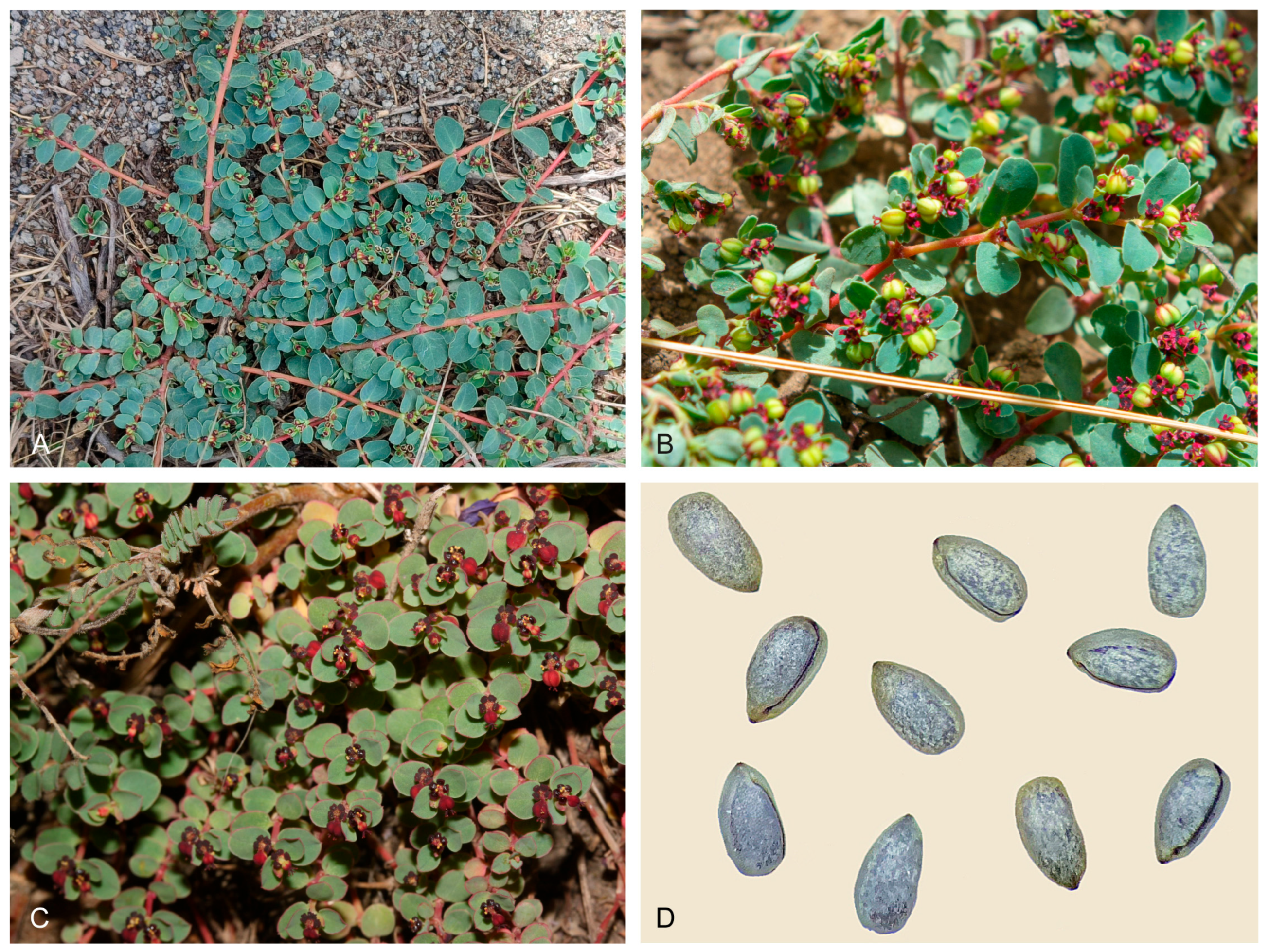 Taxonomy 05 00072 g004