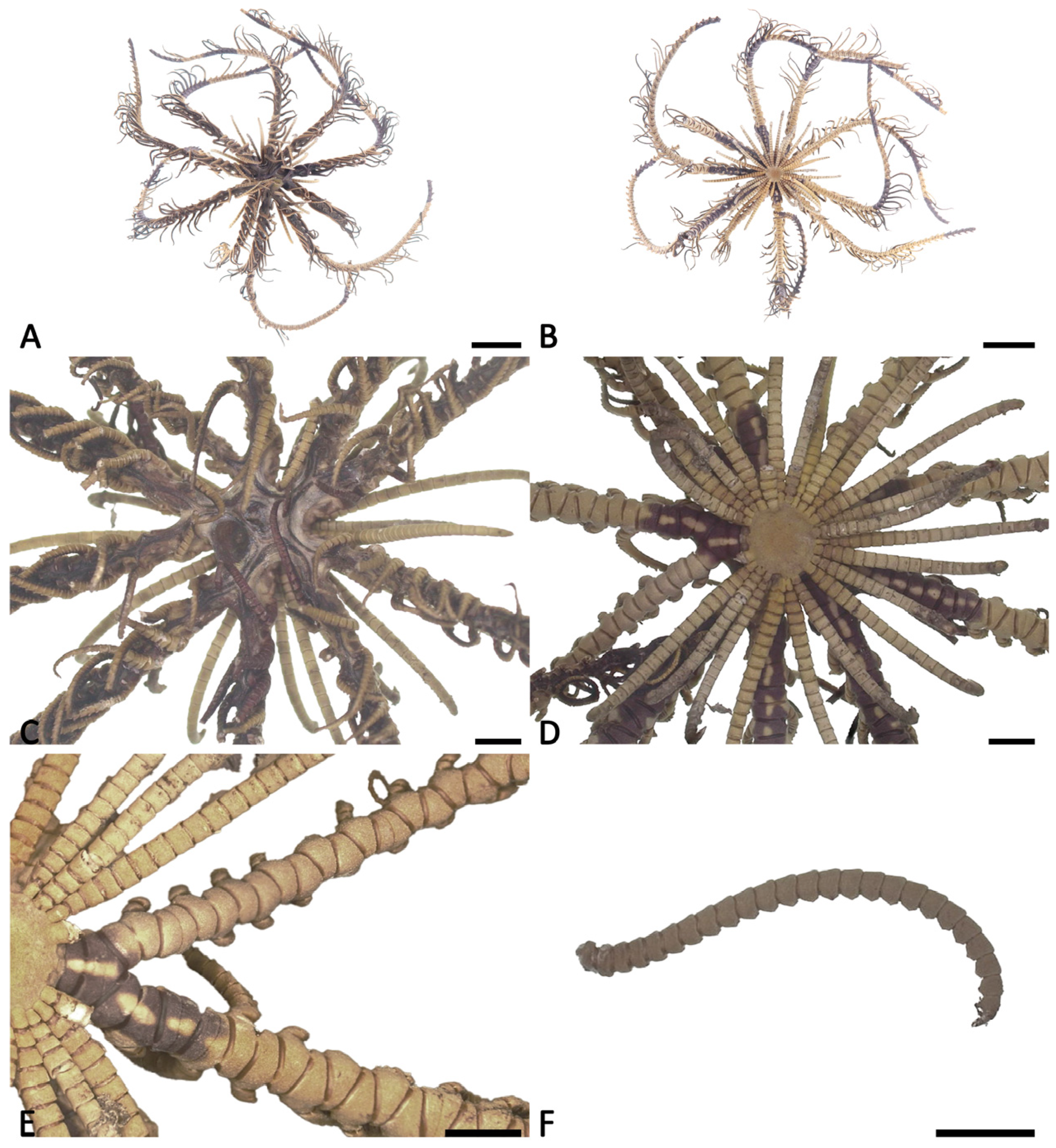 Taxonomy 06 00002 g001