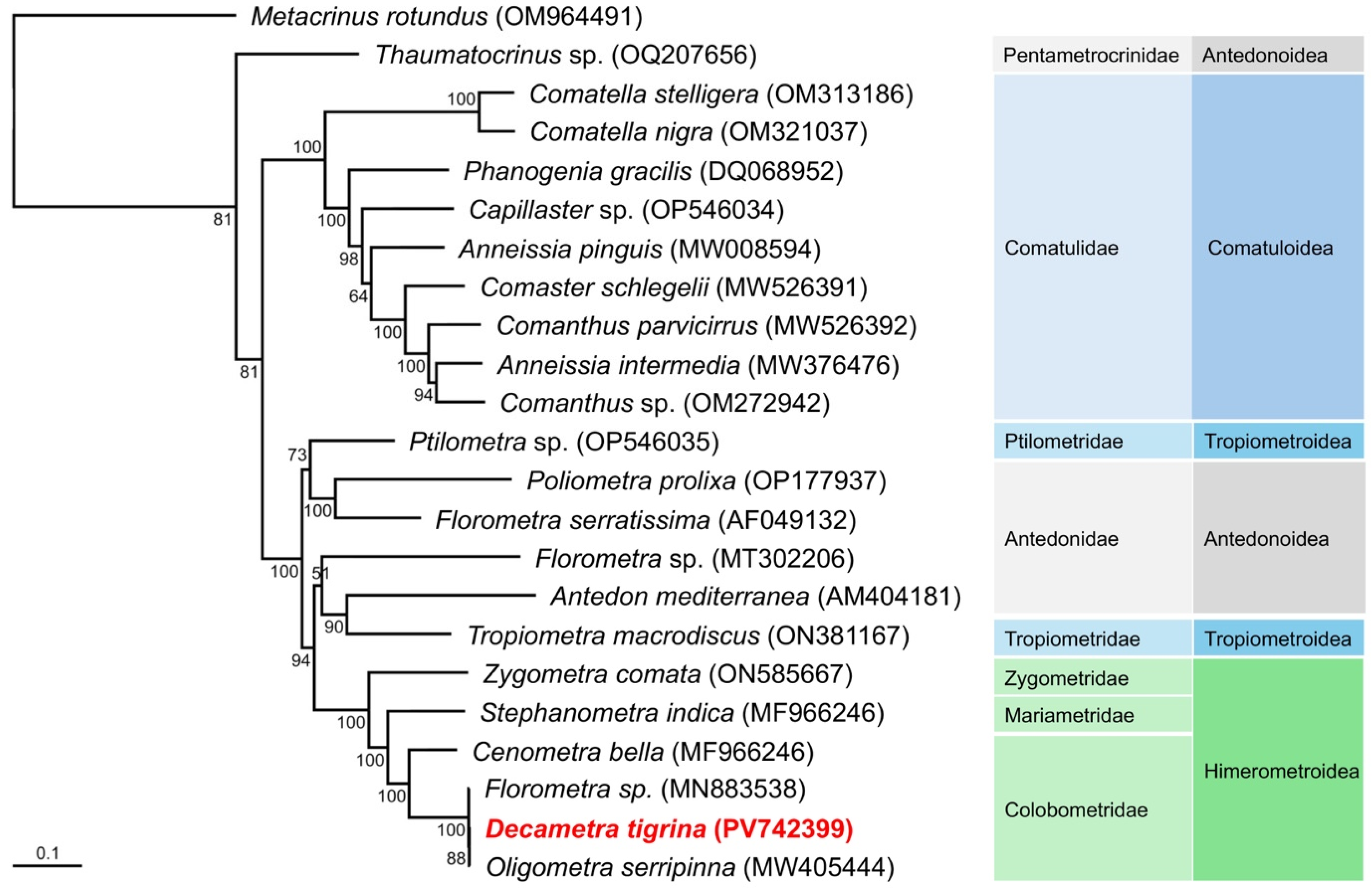 Taxonomy 06 00002 g003