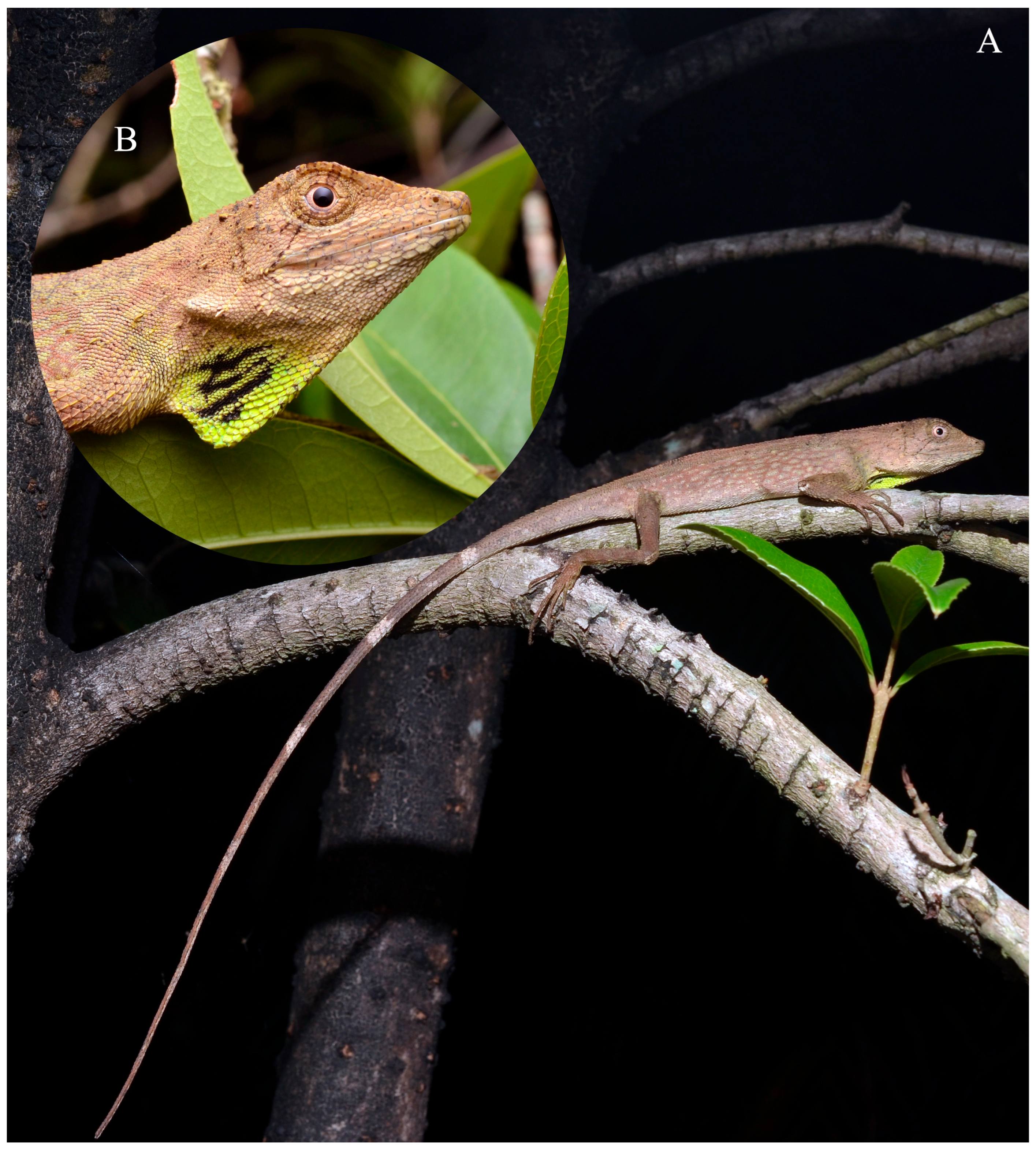 Taxonomy 06 00004 g003 Taxonomy 06 00004 g003