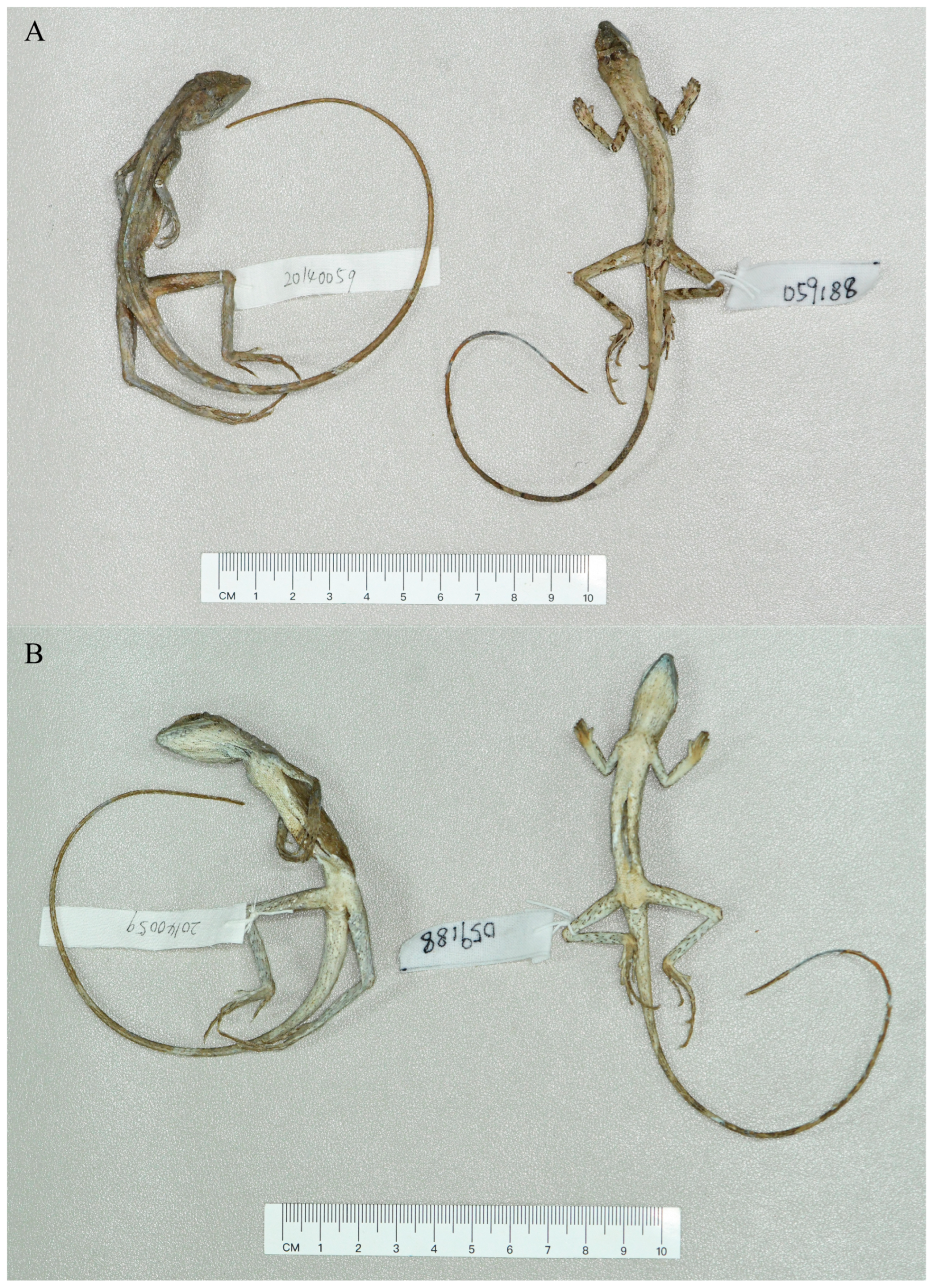 Taxonomy 06 00004 g004 Taxonomy 06 00004 g004