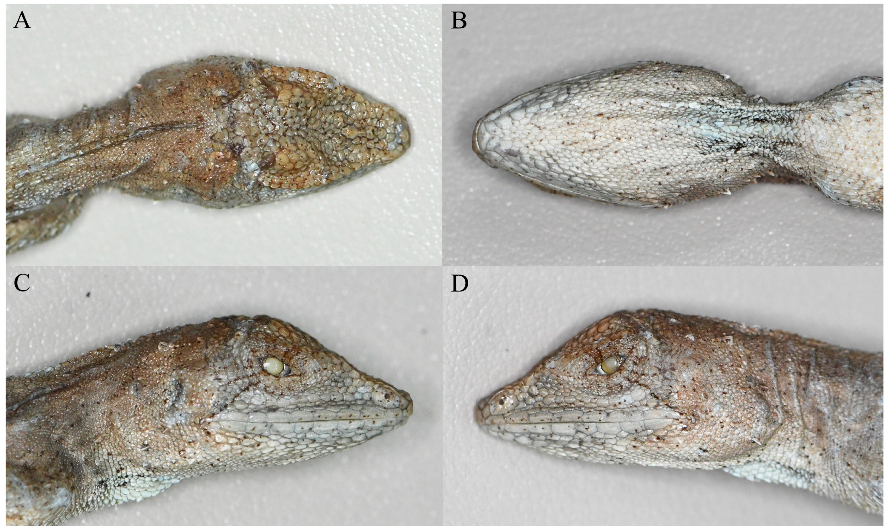 Taxonomy 06 00004 g005 Taxonomy 06 00004 g005