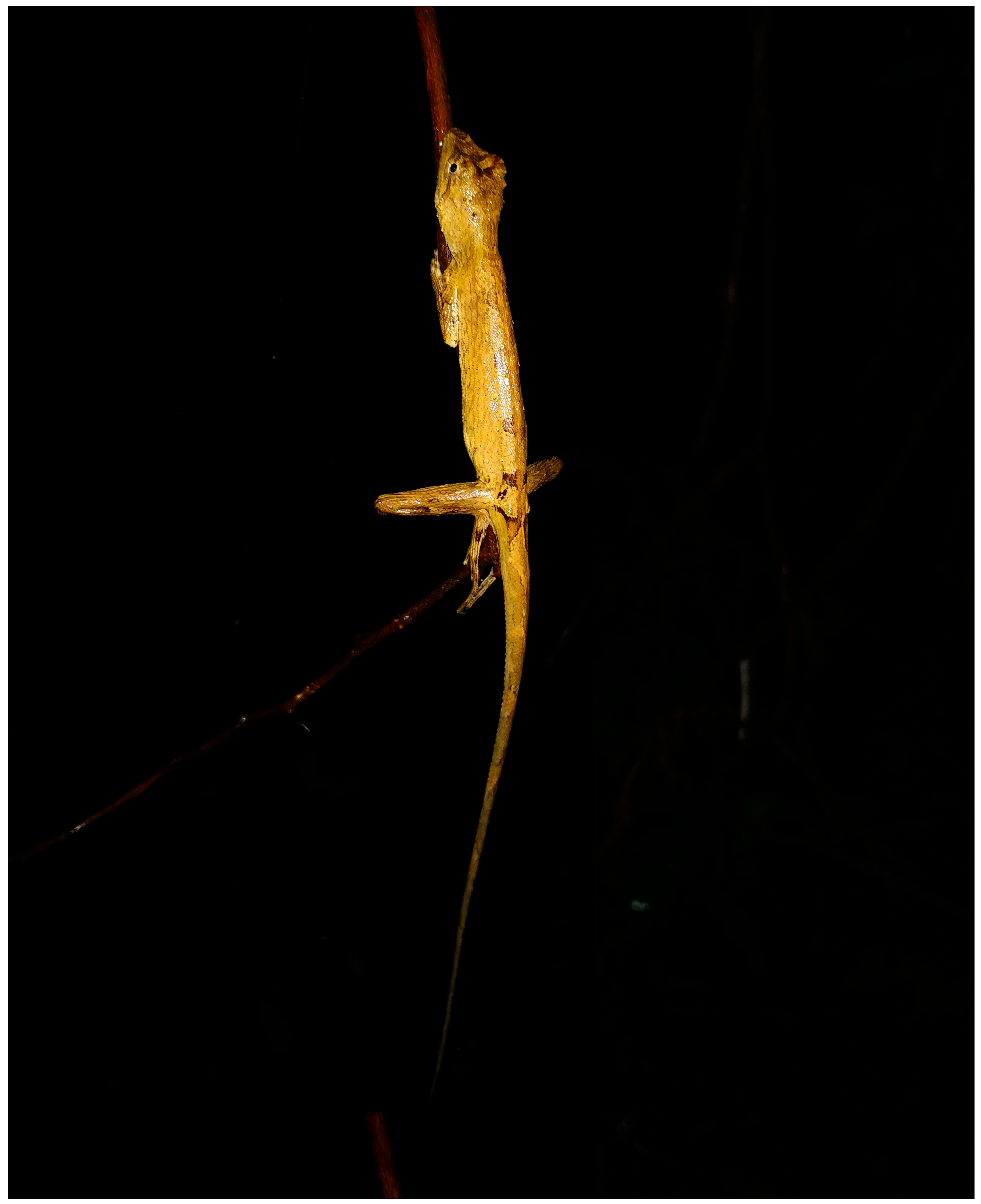 Taxonomy 06 00004 g006 Taxonomy 06 00004 g006