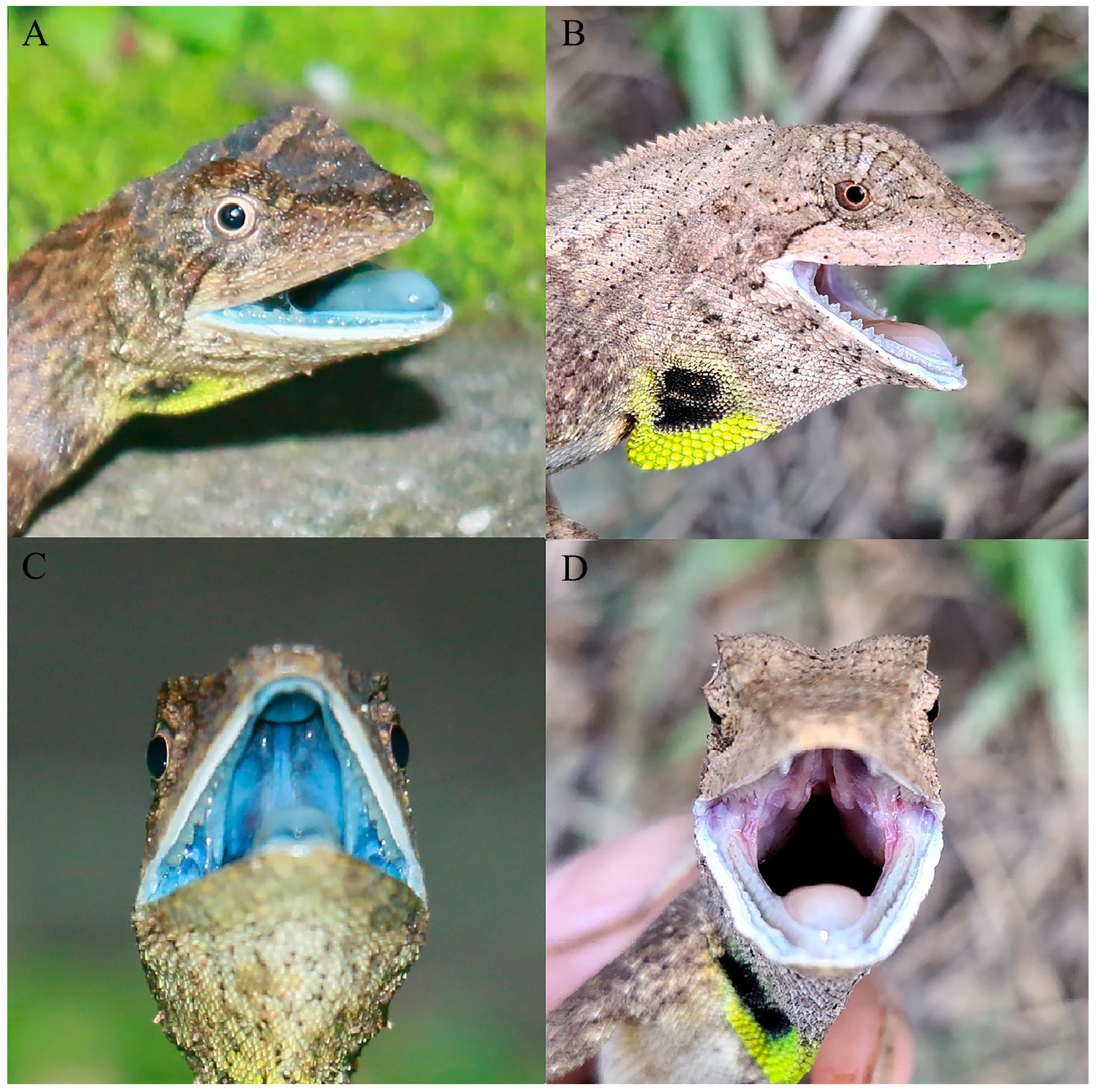 Taxonomy 06 00004 g008 Taxonomy 06 00004 g008