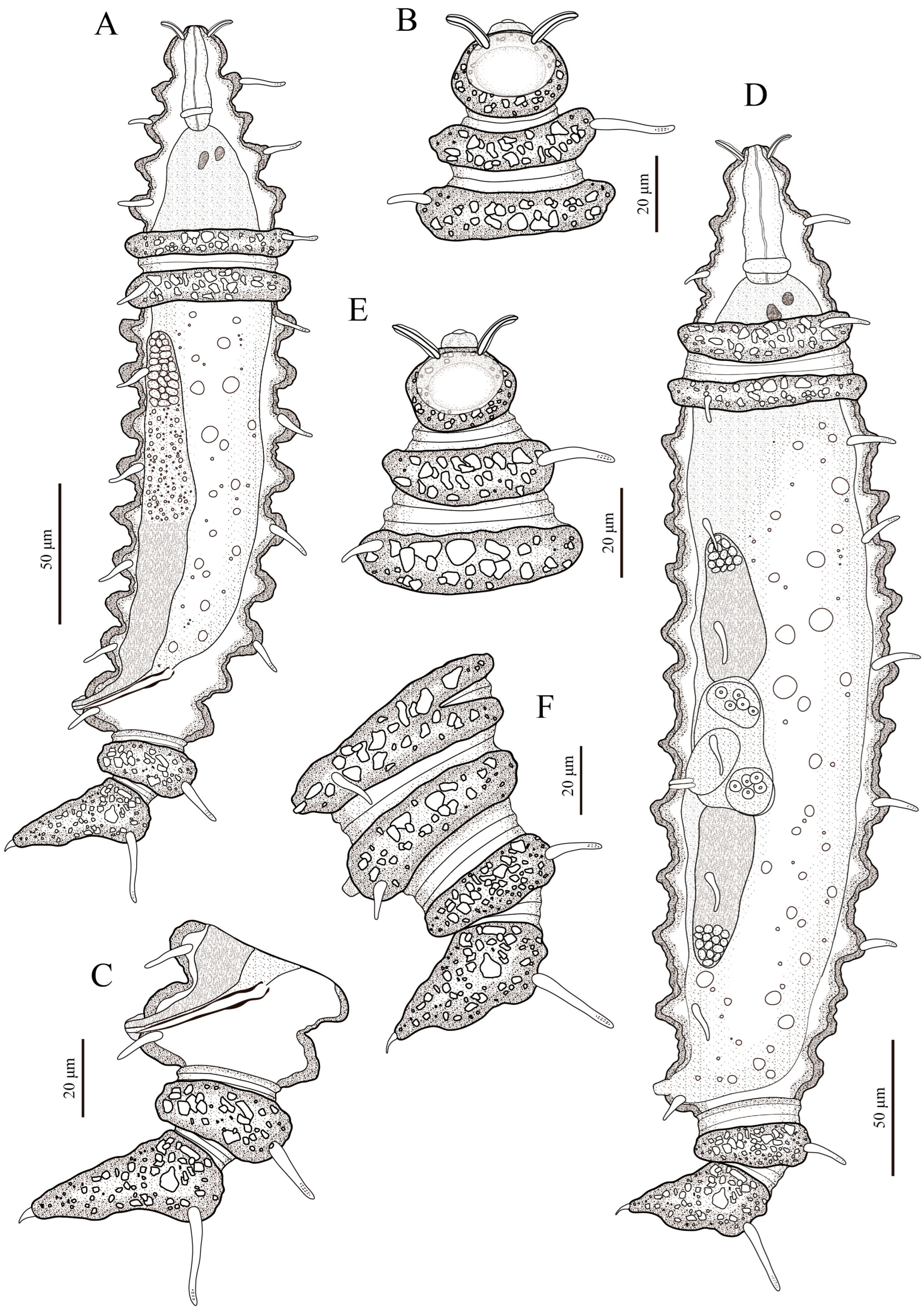 Taxonomy 06 00005 g001 Taxonomy 06 00005 g001