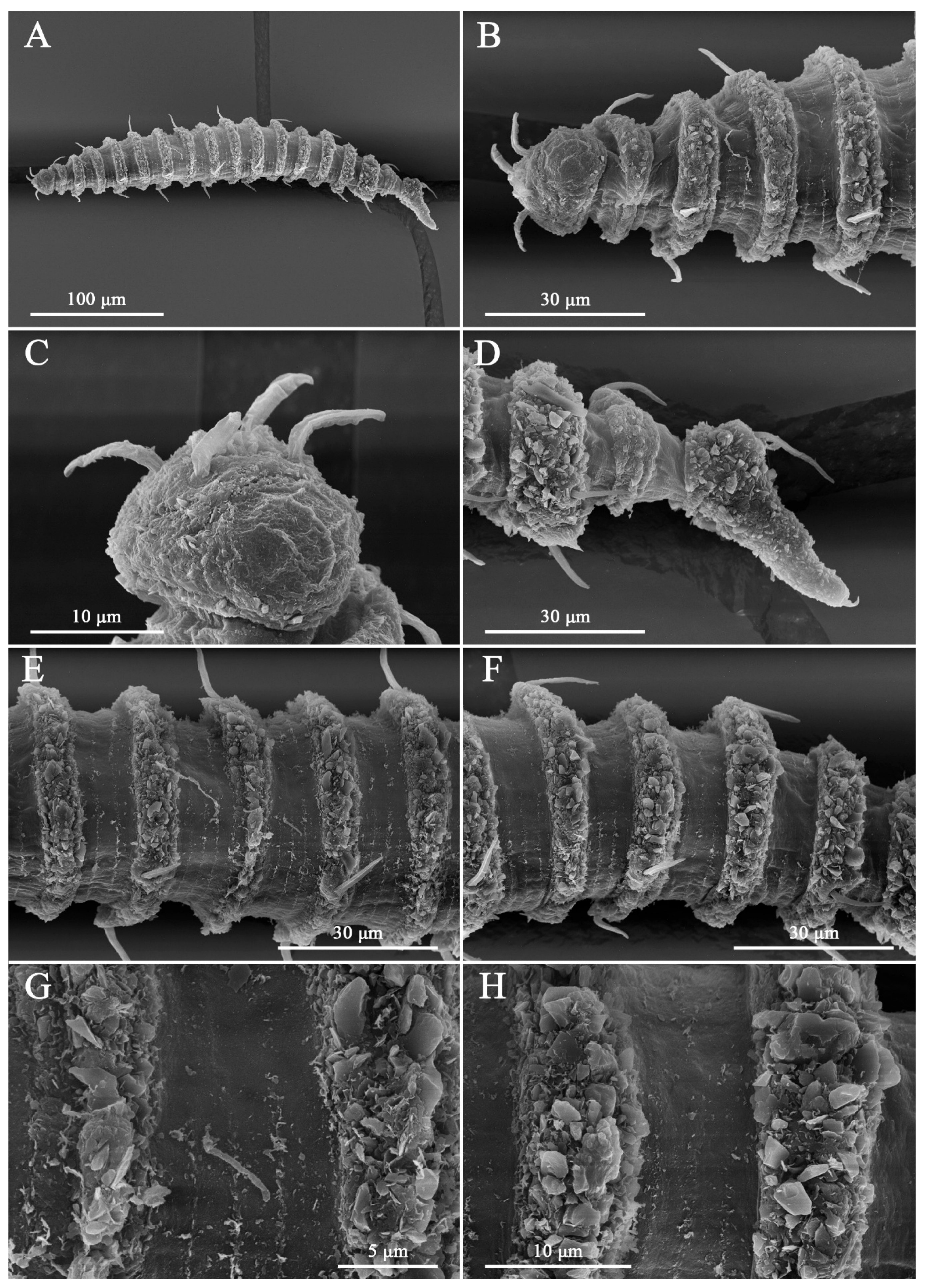 Taxonomy 06 00005 g002 Taxonomy 06 00005 g002