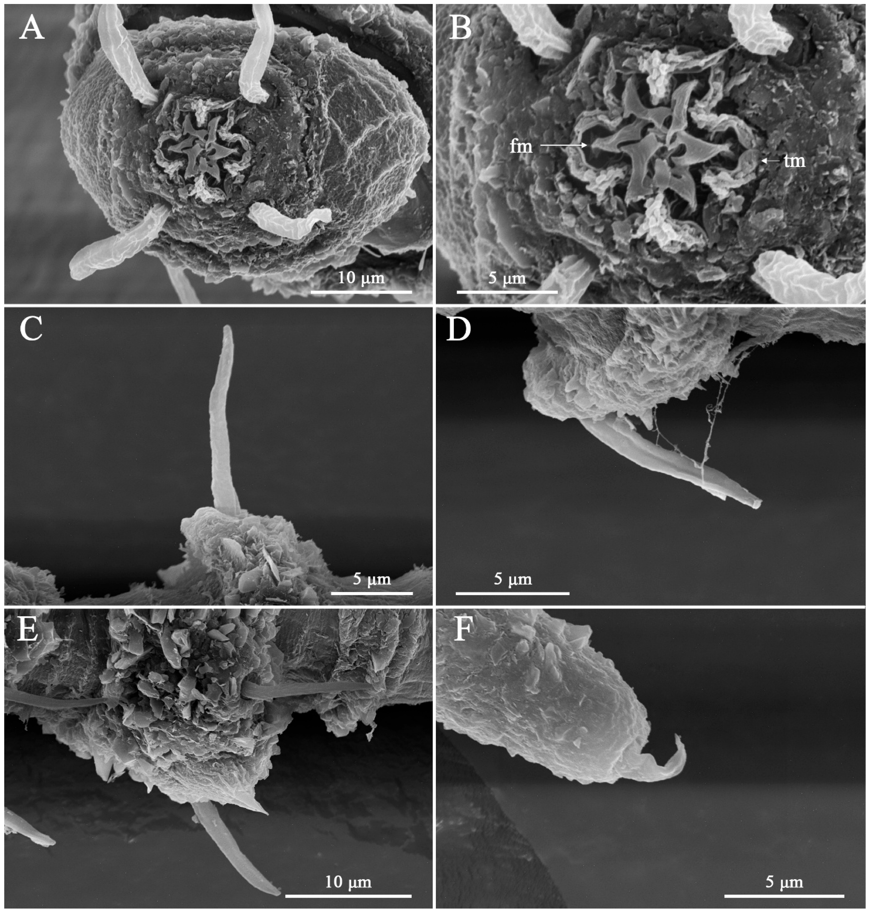 Taxonomy 06 00005 g003 Taxonomy 06 00005 g003
