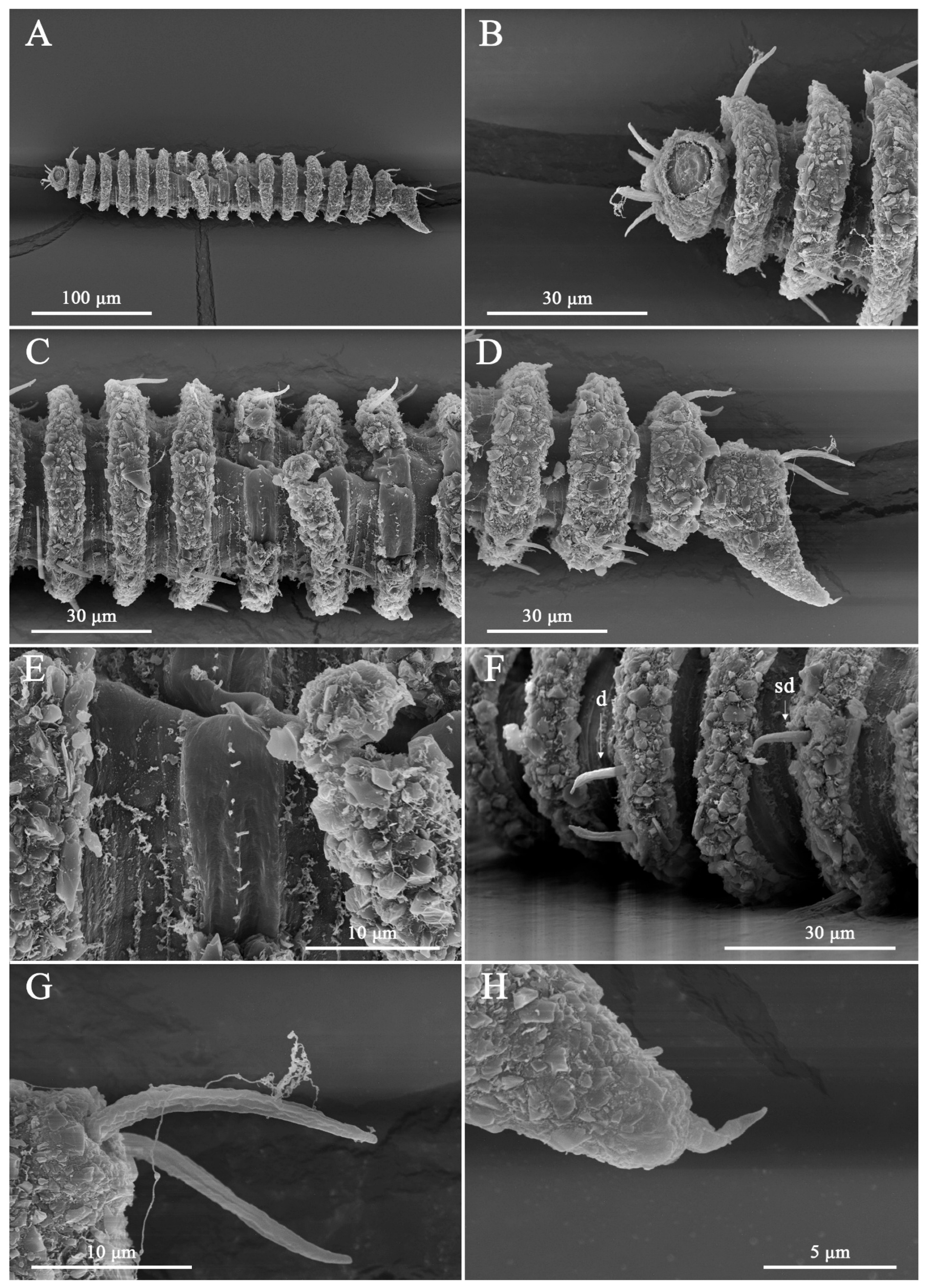 Taxonomy 06 00005 g005 Taxonomy 06 00005 g005