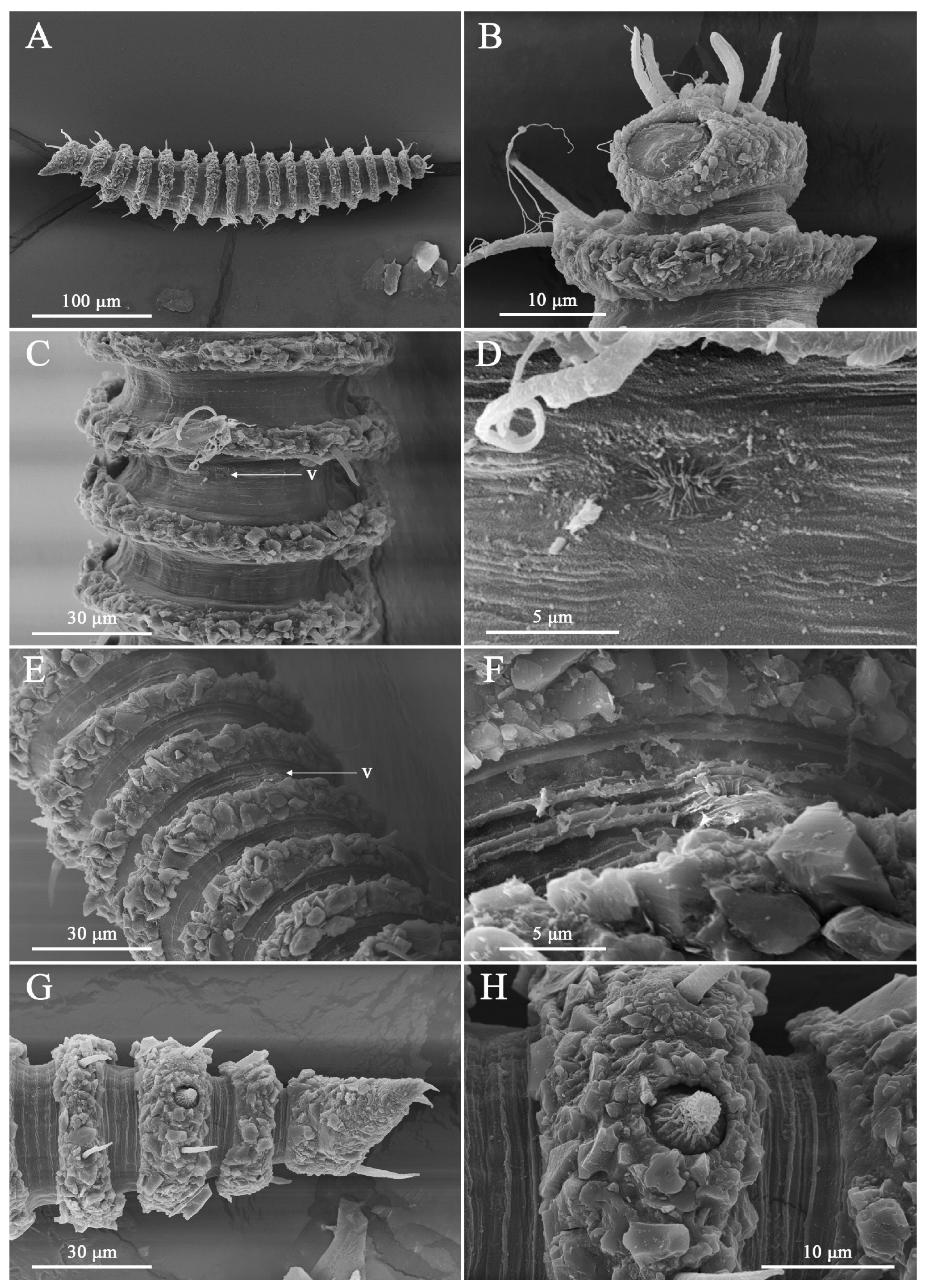 Taxonomy 06 00005 g006 Taxonomy 06 00005 g006