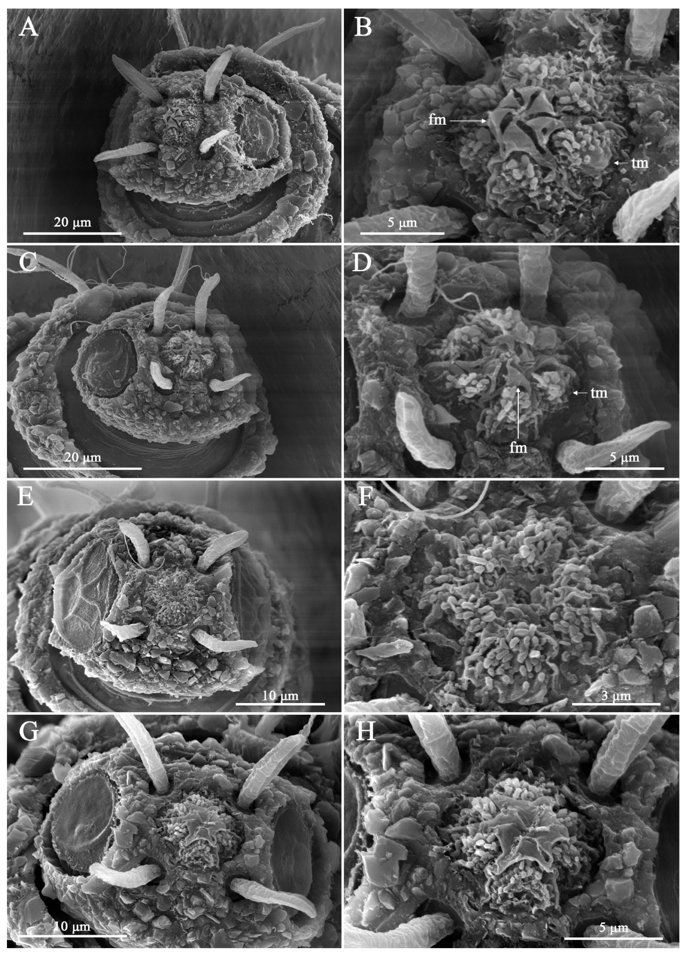 Taxonomy 06 00005 g007 Taxonomy 06 00005 g007