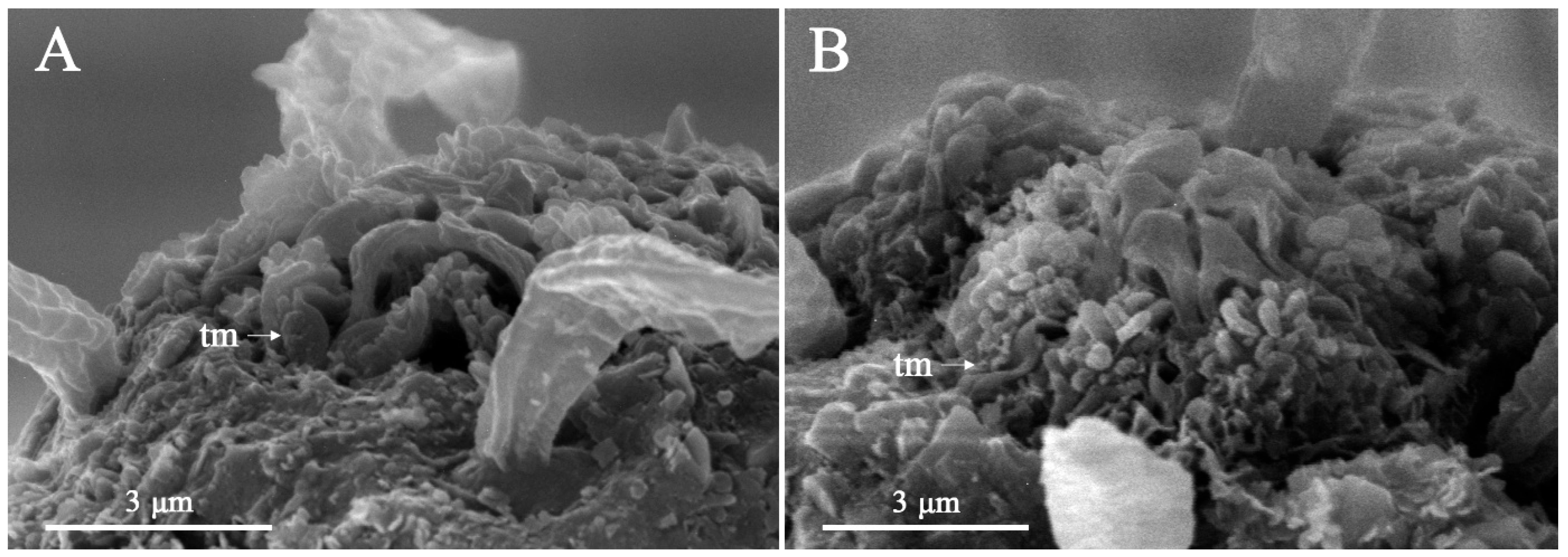 Taxonomy 06 00005 g009 Taxonomy 06 00005 g009
