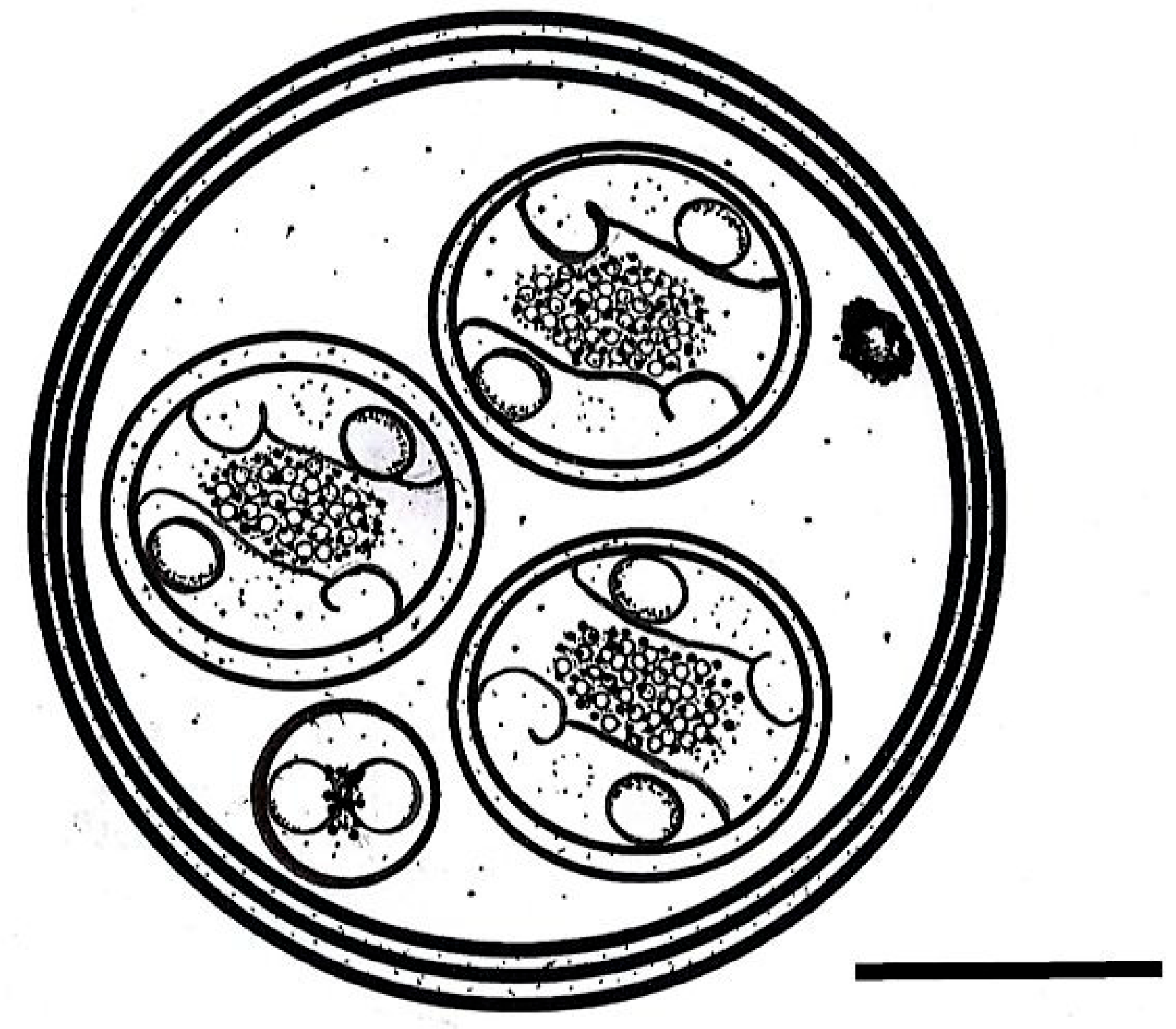 Taxonomy 06 00008 g002