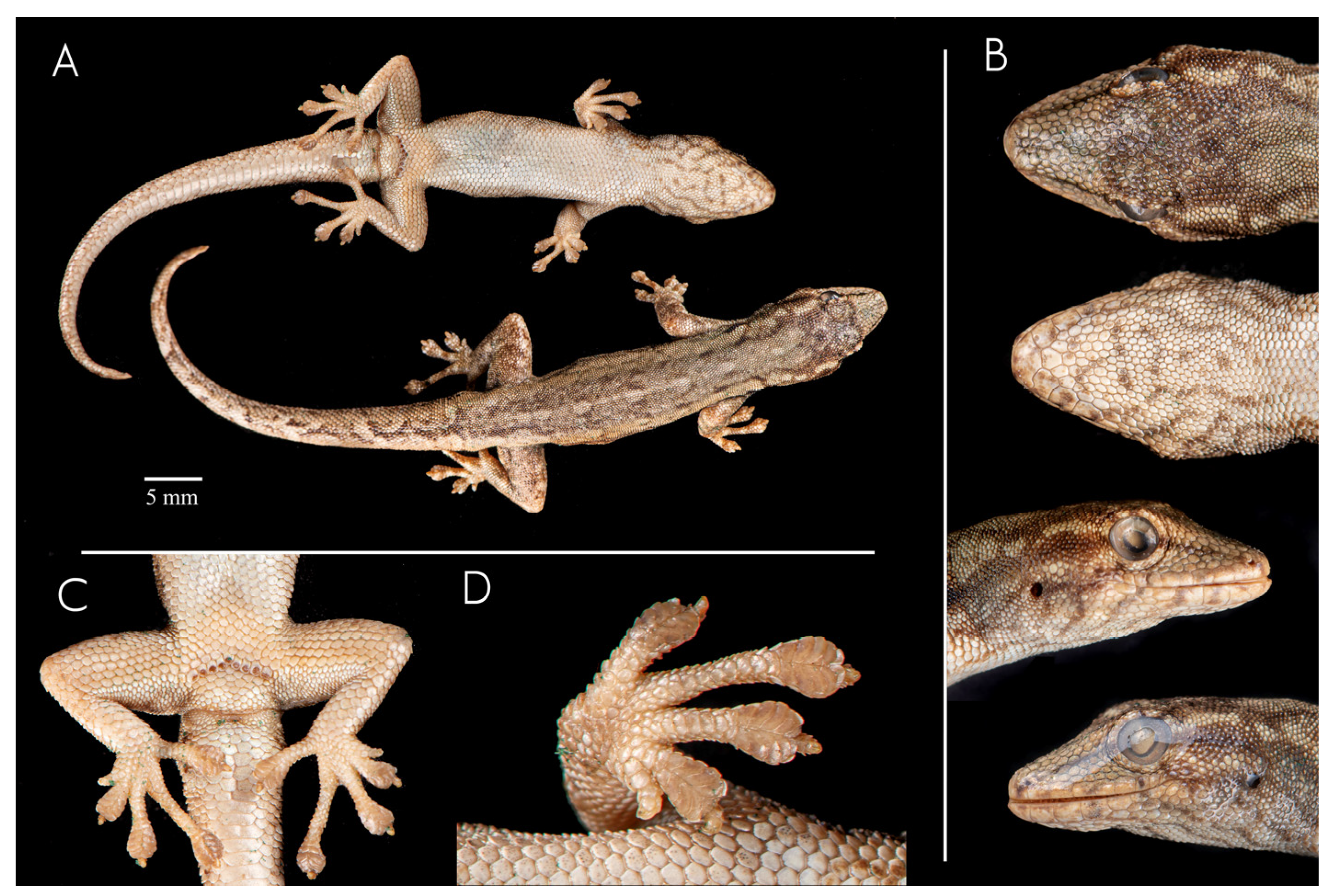 Taxonomy 06 00009 g001