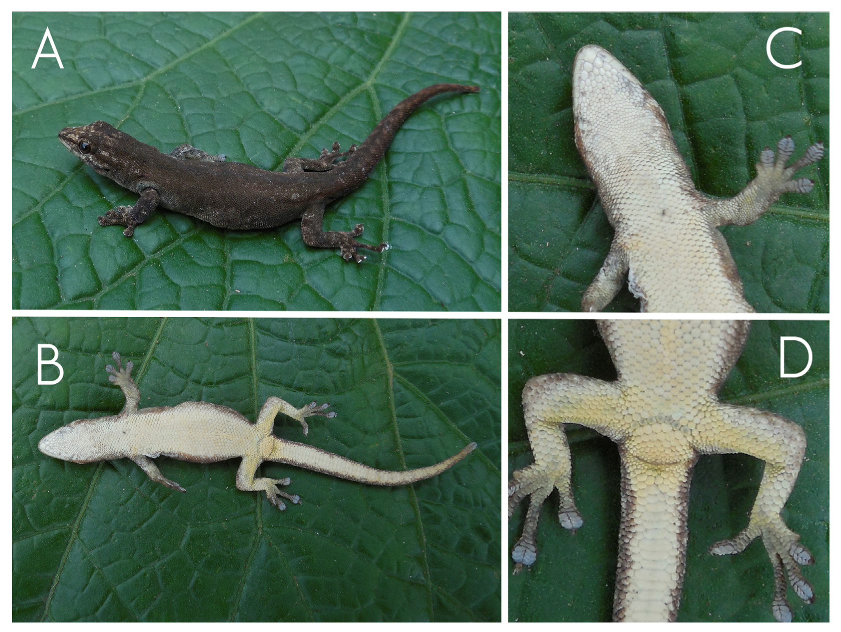 Taxonomy 06 00009 g005