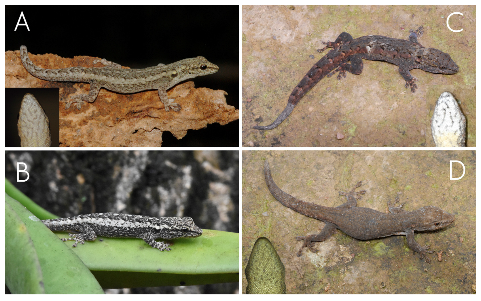 Taxonomy 06 00009 g006