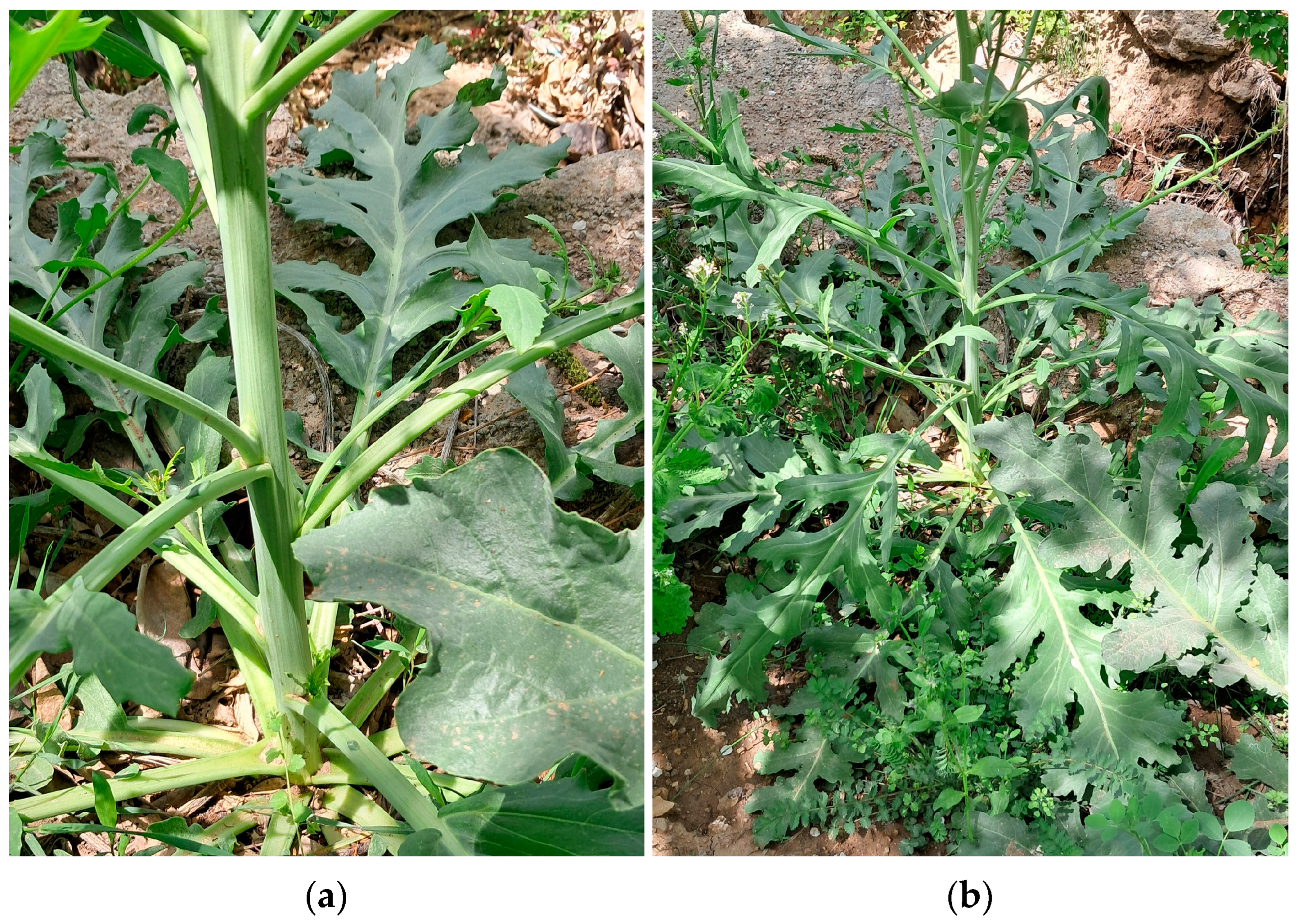 Taxonomy 06 00014 g002 Taxonomy 06 00014 g002