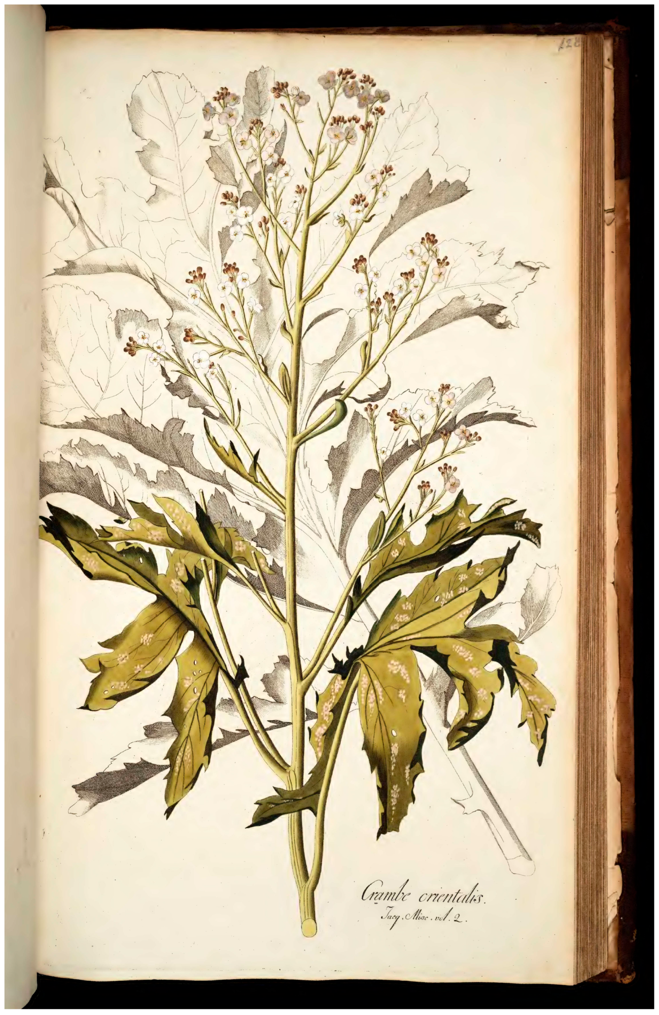 Taxonomy 06 00014 g004 Taxonomy 06 00014 g004