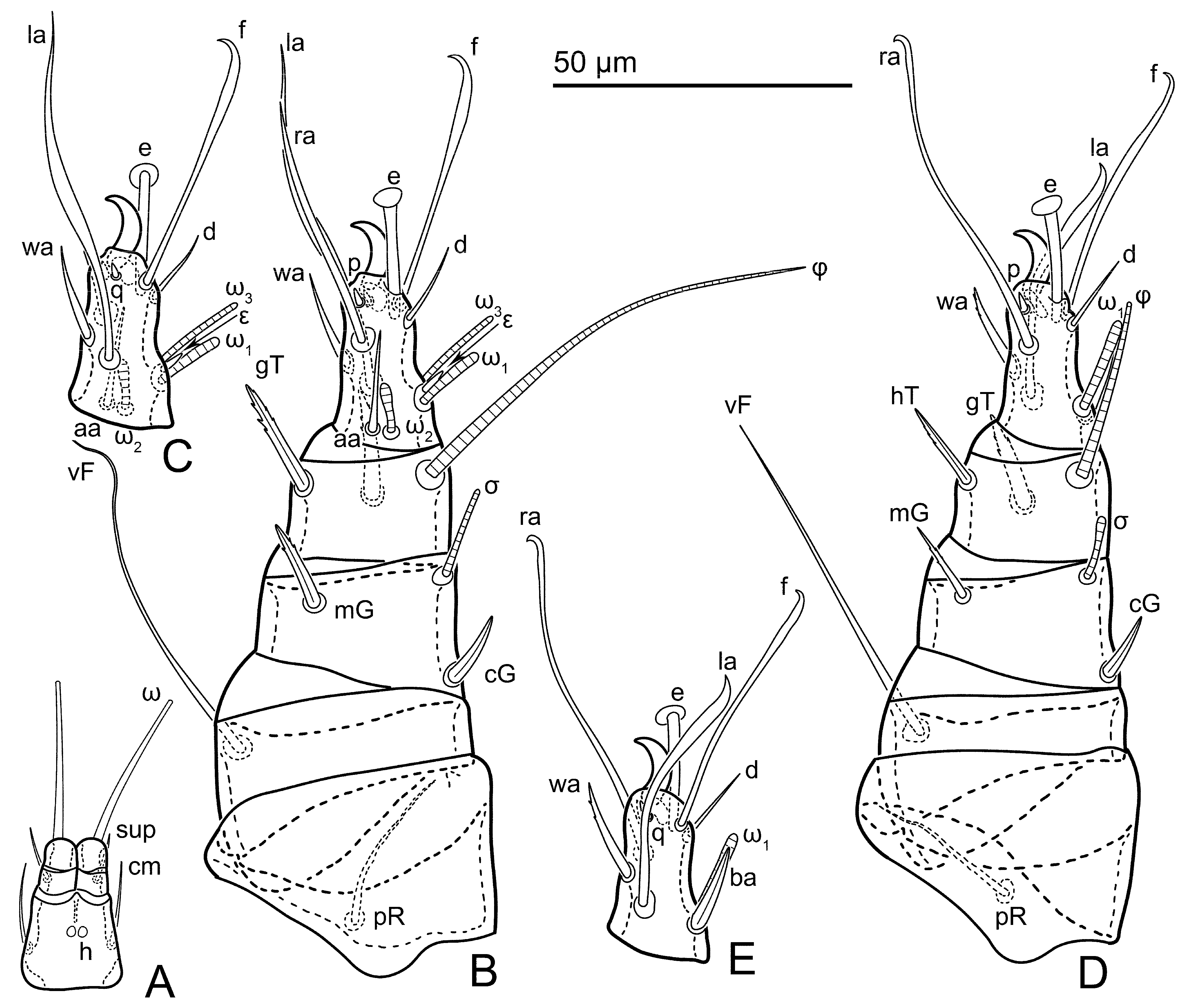 Taxonomy 06 00018 g009