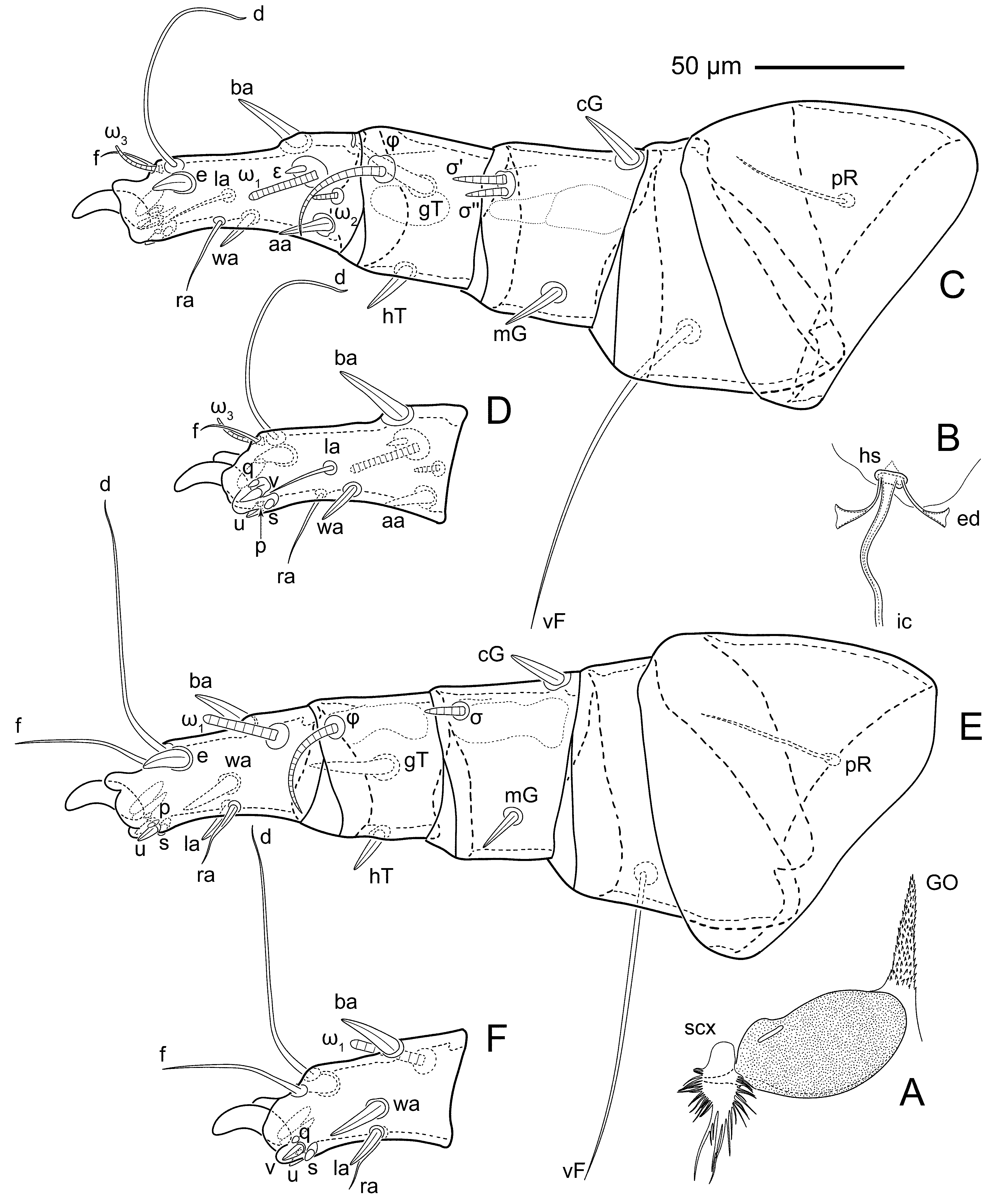 Taxonomy 06 00018 g014