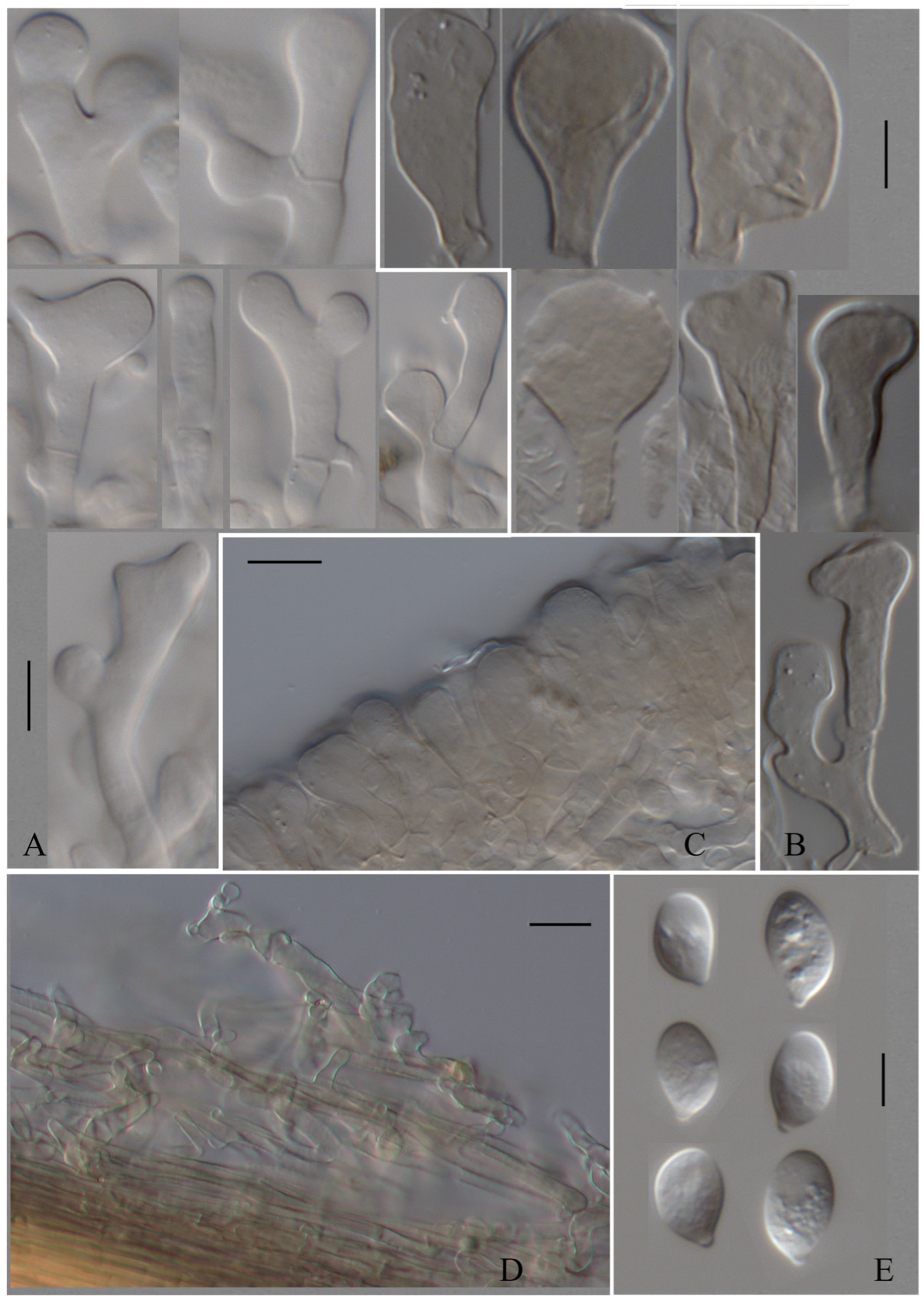 Taxonomy 06 00021 g005