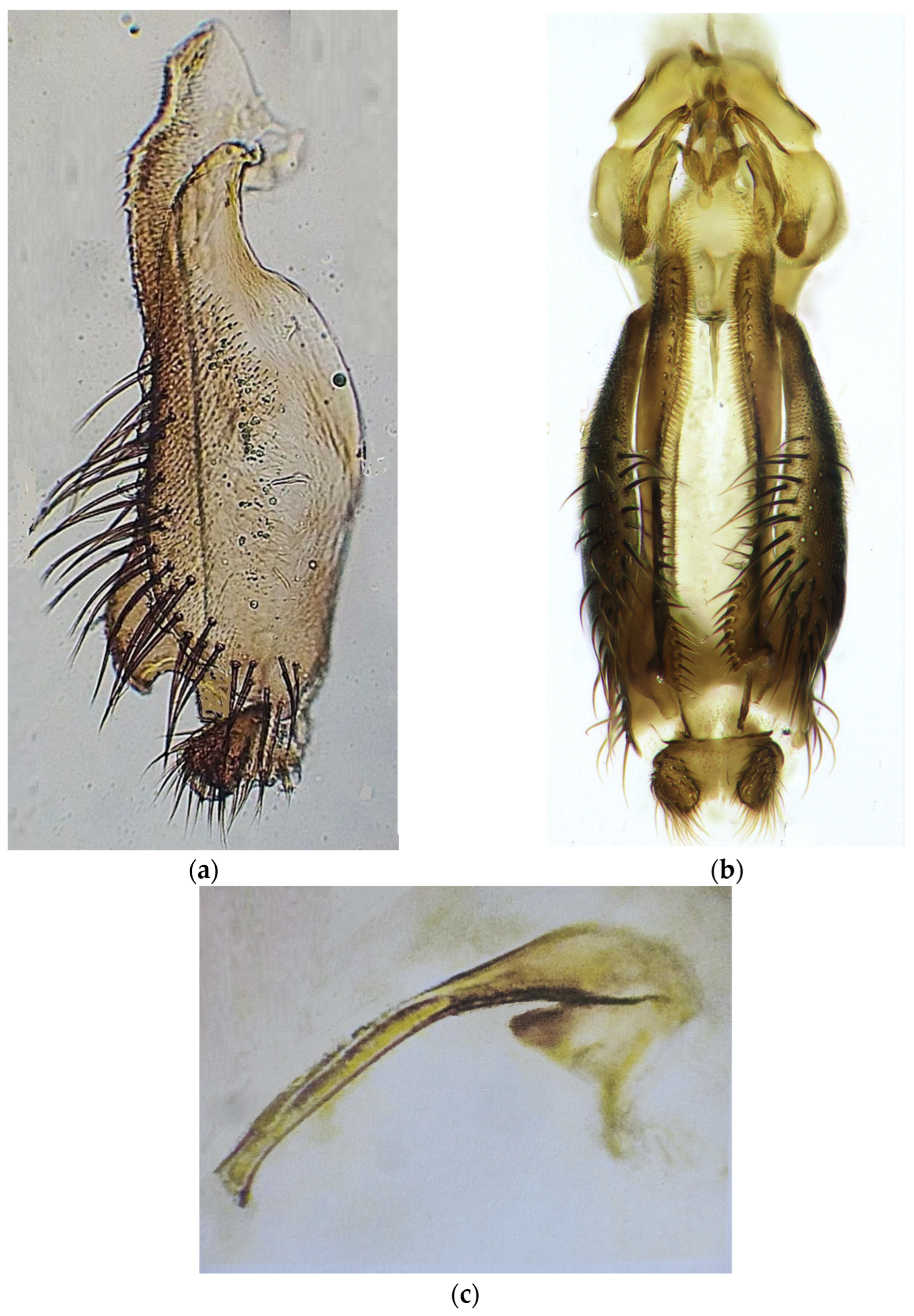 Taxonomy 06 00038 g002