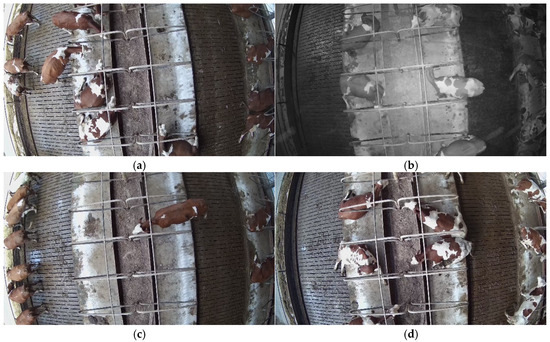 Cattle Vision Examples Implementation of Machine Vision Methods for Cattle Detection and ...