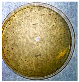 Textiles 02 00026 i002 Textiles 02 00026 i002