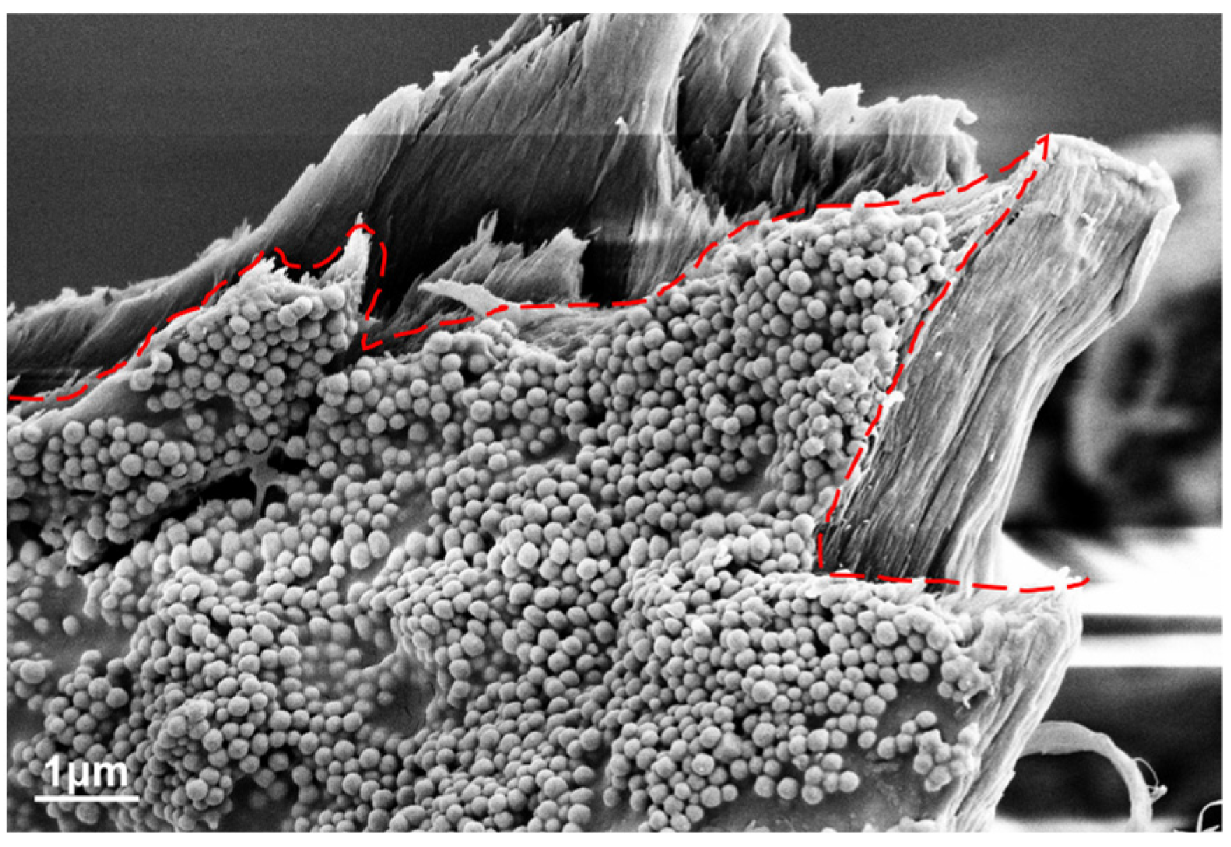 Textiles 05 00006 g011