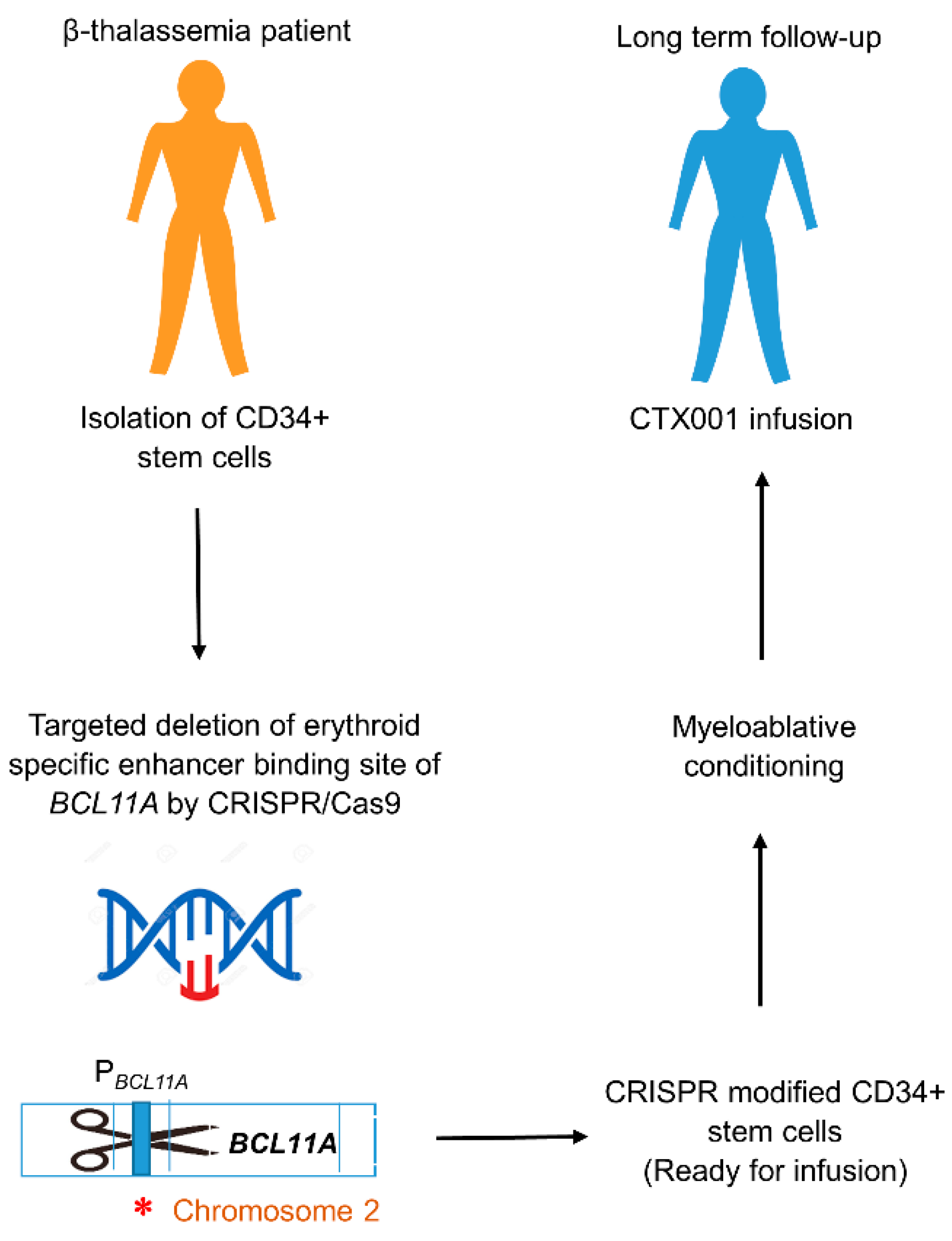 Thalassemia Reports Free FullText CRISPR Gene Therapy A Promising