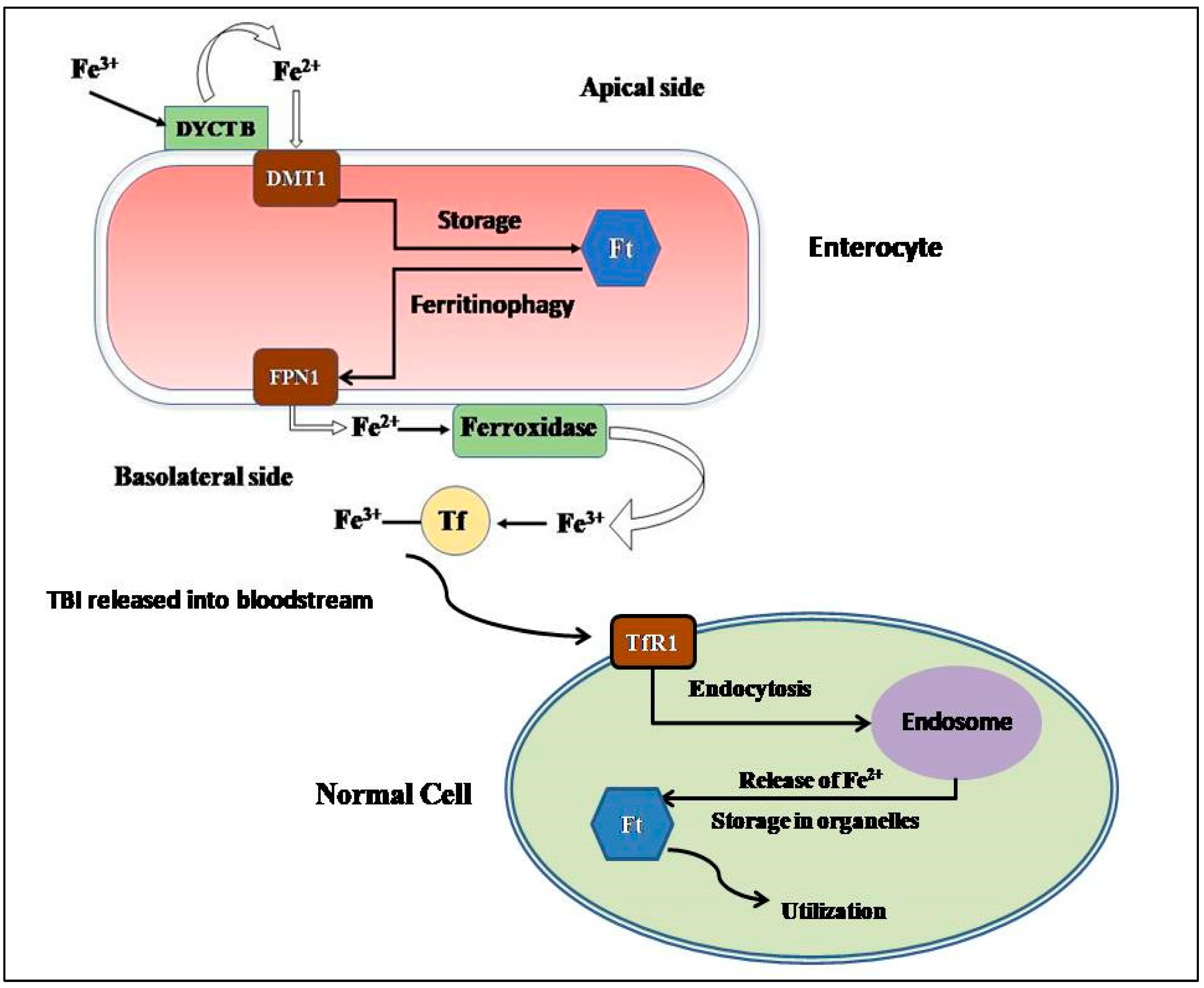 Thalassrep 13 00017 g001
