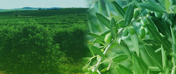 Plants An Open Access Journal From Mdpi