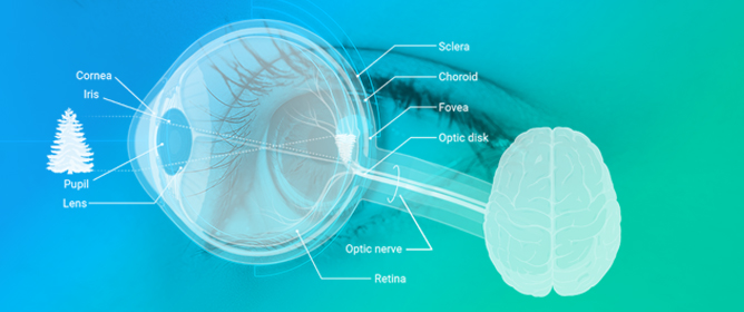 A Comprehensive Review of Methods and Equipment for Aiding Automatic Glaucoma Tracking