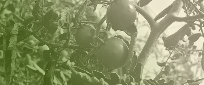 Harvesting Time Prediction for Each Tomato Detected Using Mask R-CNN