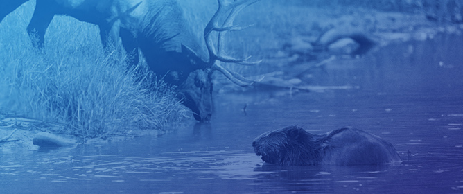 Susceptibility of Beavers to Chronic Wasting Disease