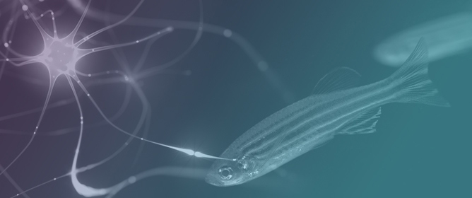 A New Zebrafish Model to Measure Neuronal &alpha;-Synuclein Clearance In Vivo