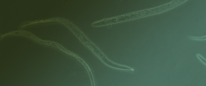 Six First Reports of Pin Nematodes from Portugal, with an Update of the Systematics, Genetic Diversity, and Phylogeny of the Genus <em>Paratylenchus</em> (Nematoda: Tylenchulidae)
